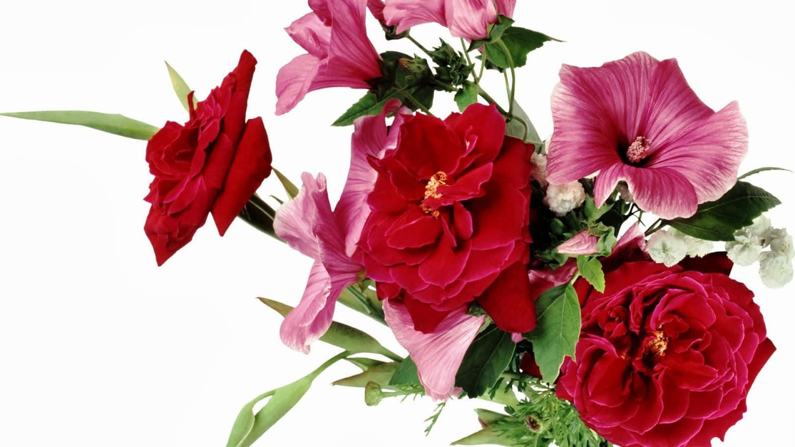 flowers laptop, vase of flowers, red hibiscus, HD Desktop Wallpaper
