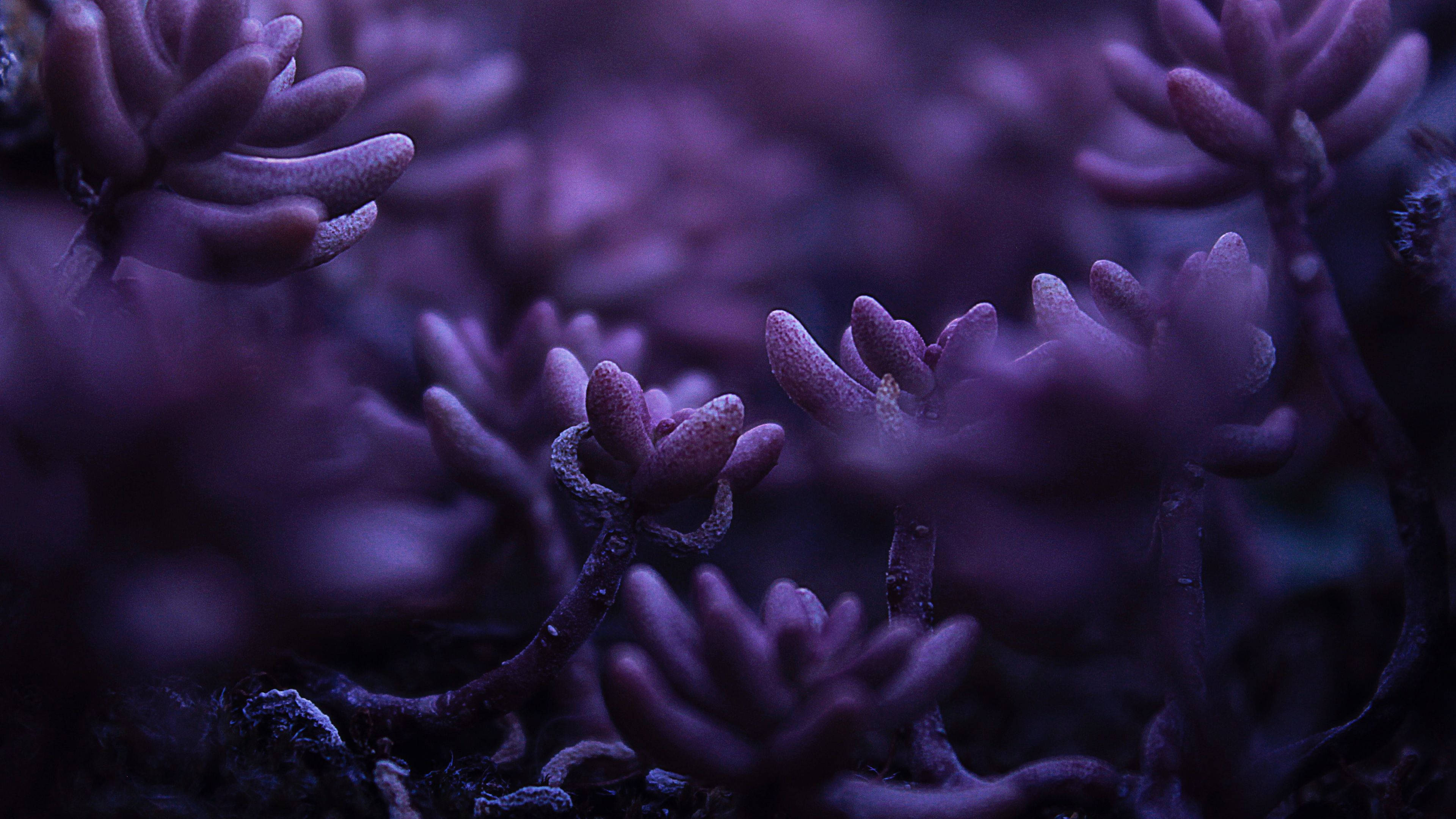 cold purple flower, purple succulent plants, glowing, 4K Desktop Wallpaper