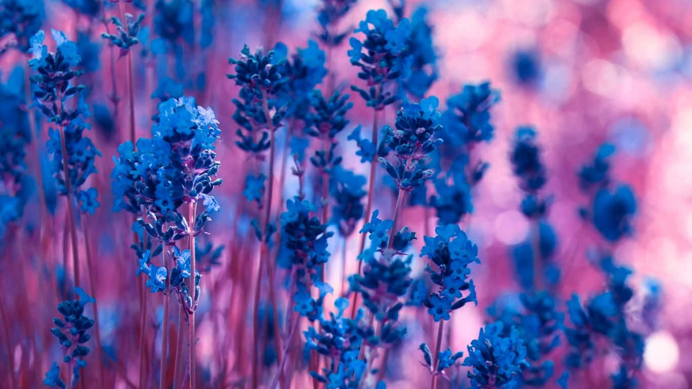 Dark Lavender Flowers Laptop, vibrant blue lavender blooms, dreamy pink bokeh background, HD Desktop Wallpaper
