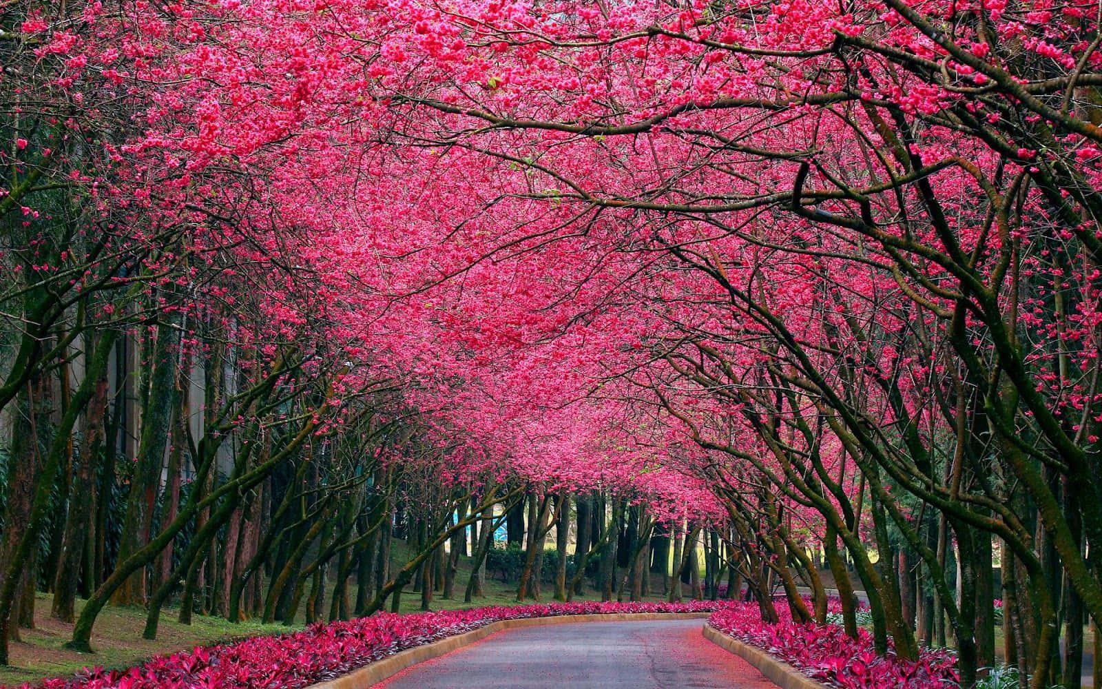flowers laptop, pink cherry blossoms, winding road, HD Desktop Wallpaper