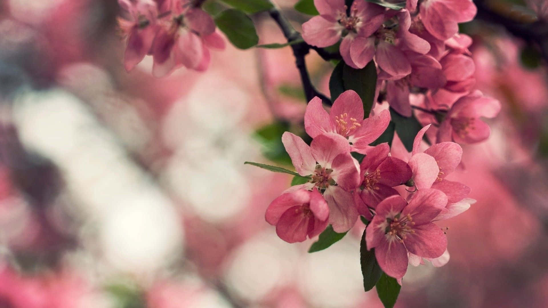 Pink Cherry Blossoms, soft pink blossoms, branch, Full HD Desktop Wallpaper