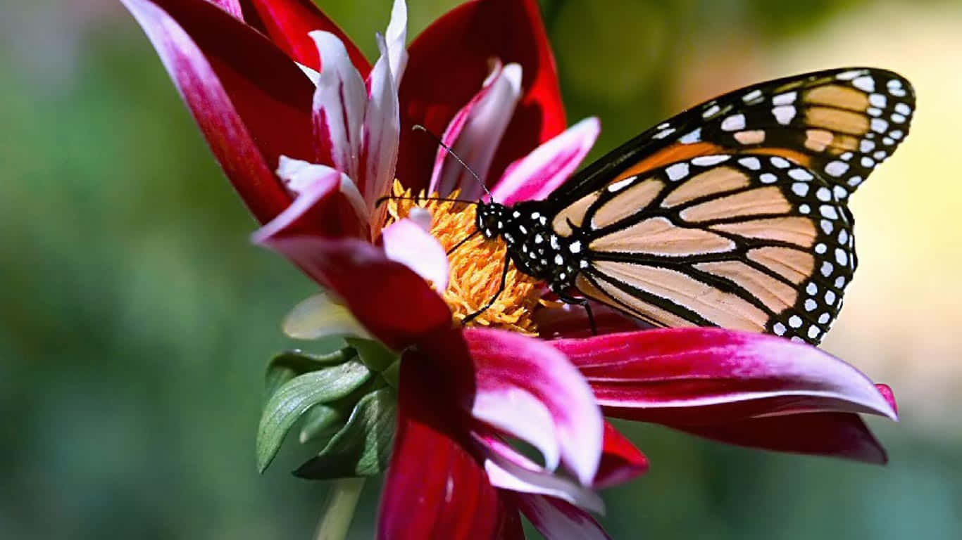 monarch butterfly, orange black and white wings, vibrant red and pink dahlia flower, HD Desktop Wallpaper