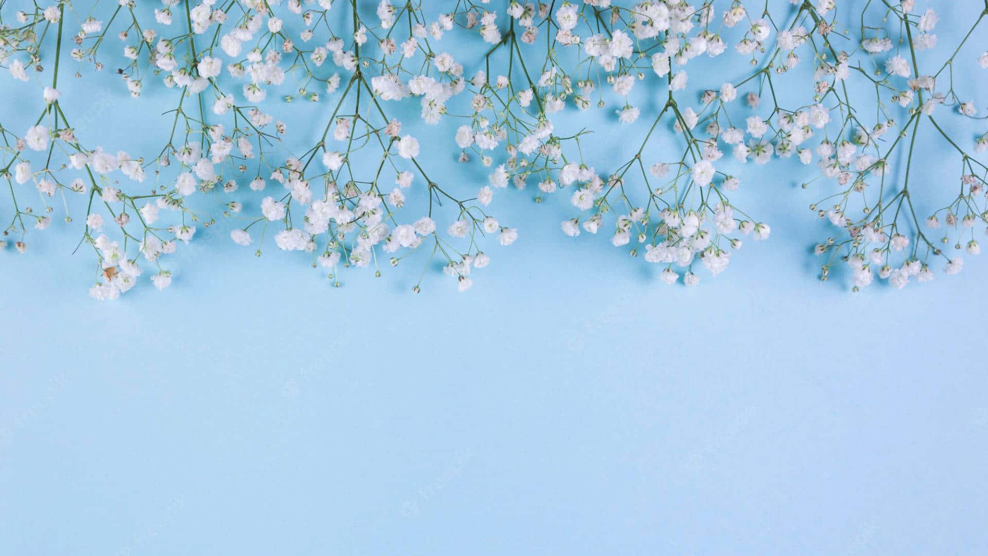 baby's breath flowers, light blue, soft blue background, Full HD Desktop Wallpaper