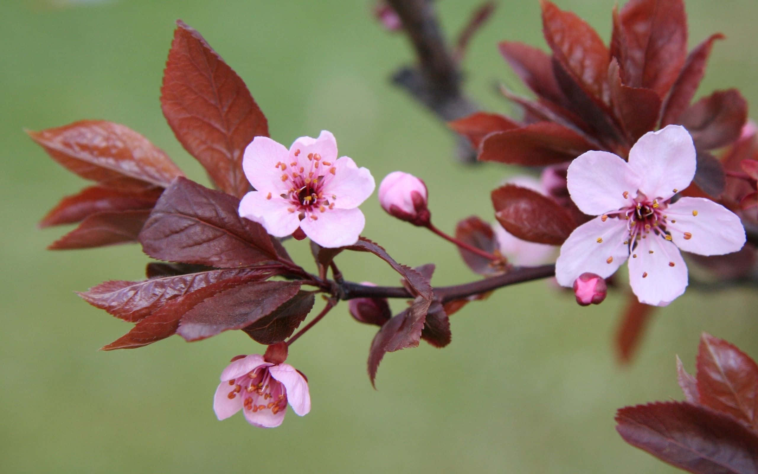 pink cherry blossoms, deep burgundy leaves, blurred green background, 2K Desktop Wallpaper
