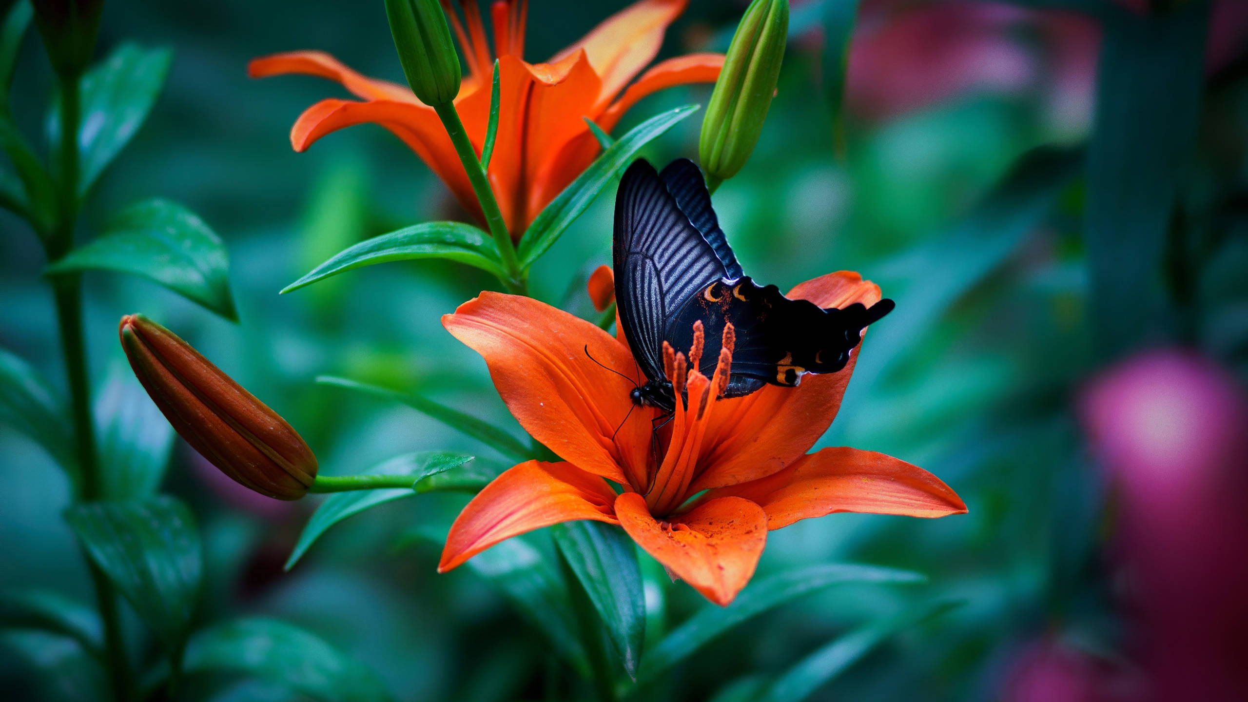 black butterfly, orange accents, vibrant orange lily blossom, 2K Desktop Wallpaper