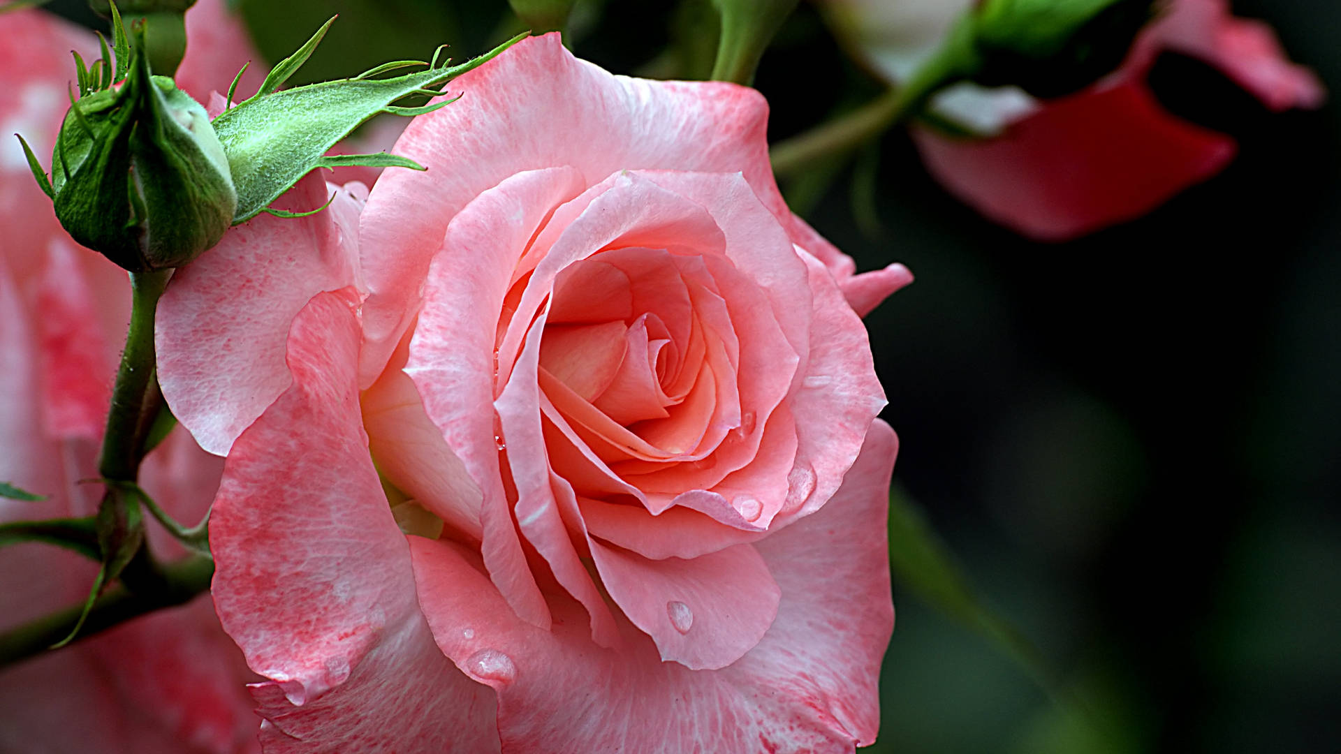 pink rose, dewdrops, layered petals, Full HD Desktop Wallpaper