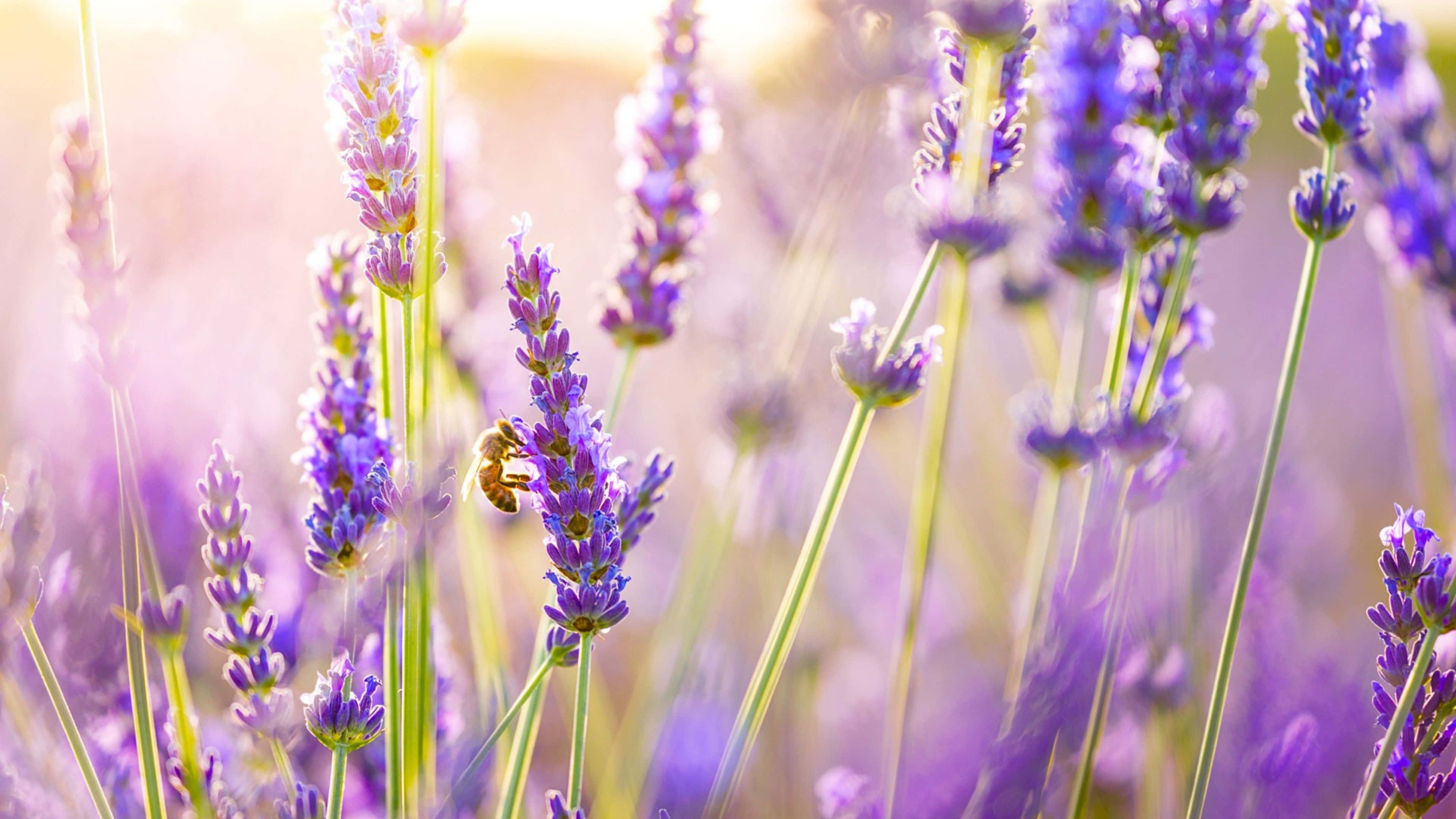 flowers laptop, bee, vibrant purple lavender flowers, 4K Desktop Wallpaper