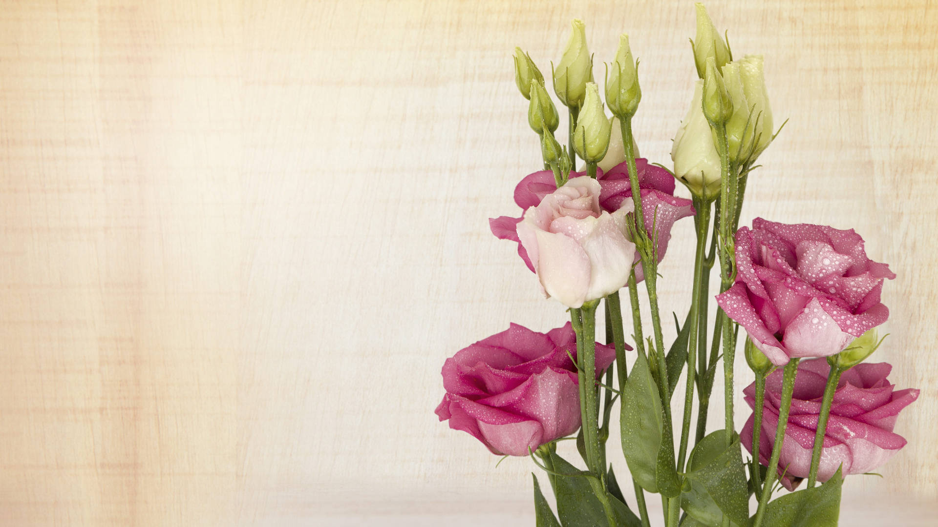 pink flowers, pink and white roses, dewdrops, Full HD Desktop Wallpaper