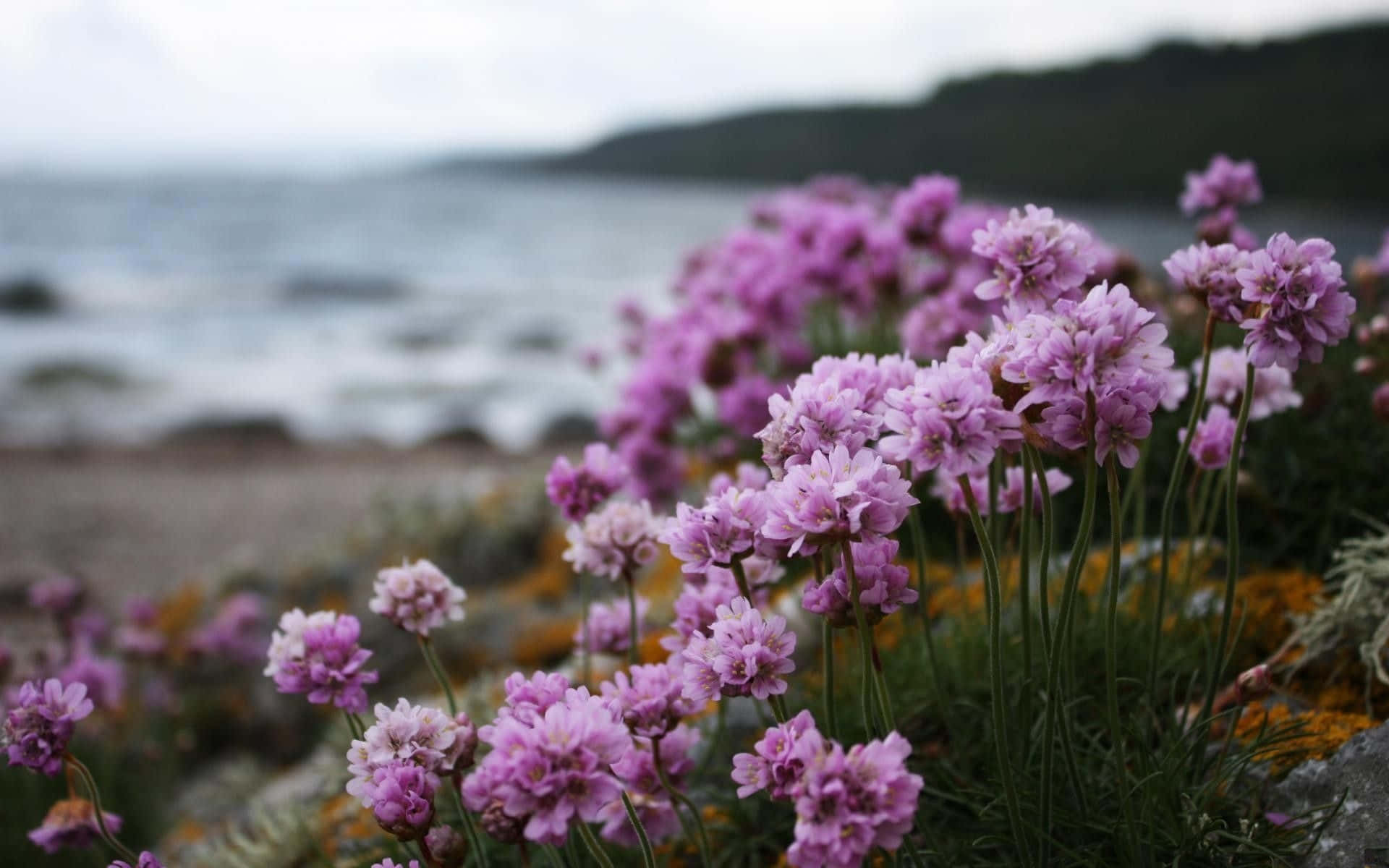 flowers laptop, pink sea thrift flowers, rocky shore, Full HD Desktop Wallpaper