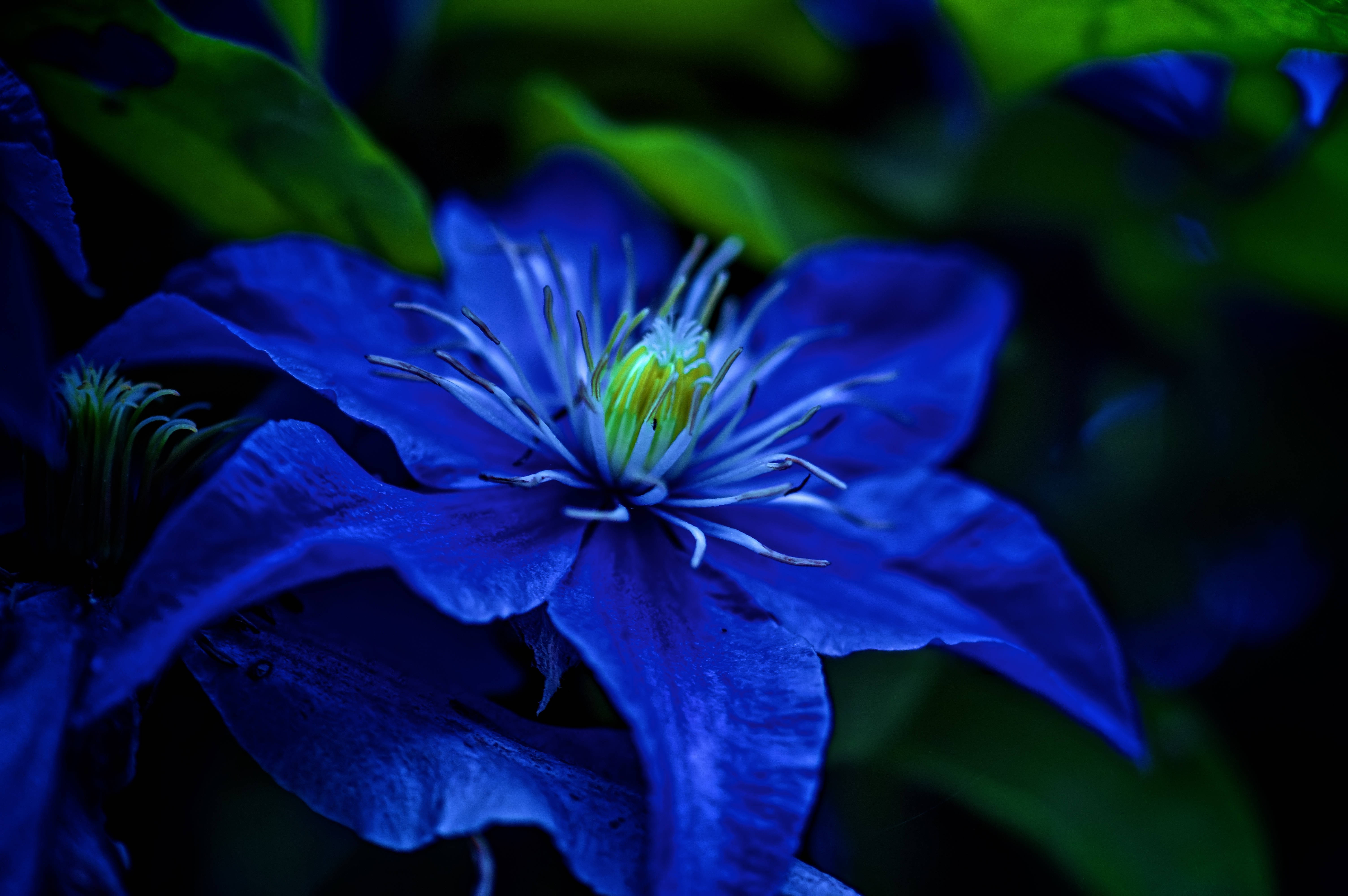 Asian Virgin's Bower, blue clematis, vibrant blue, 5K Desktop Wallpaper