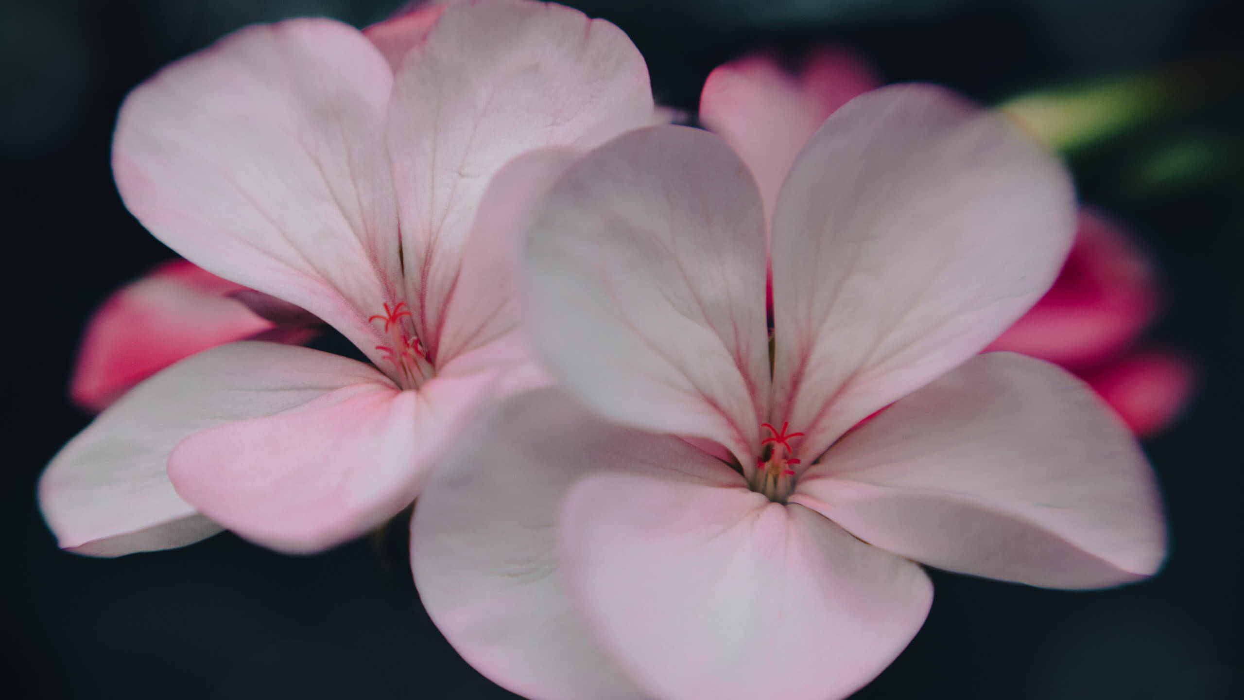 2560x1440, spring, two pink pelargonium, 2K Desktop Wallpaper