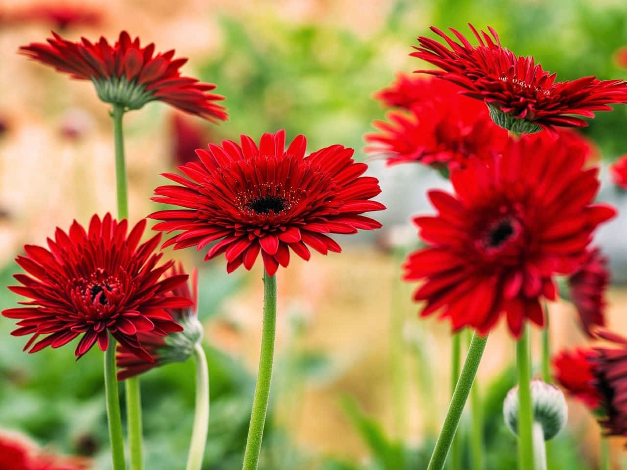 flowers laptop, vibrant red gerbera daisies, soft blurred green and yellow garden background, HD Desktop Wallpaper