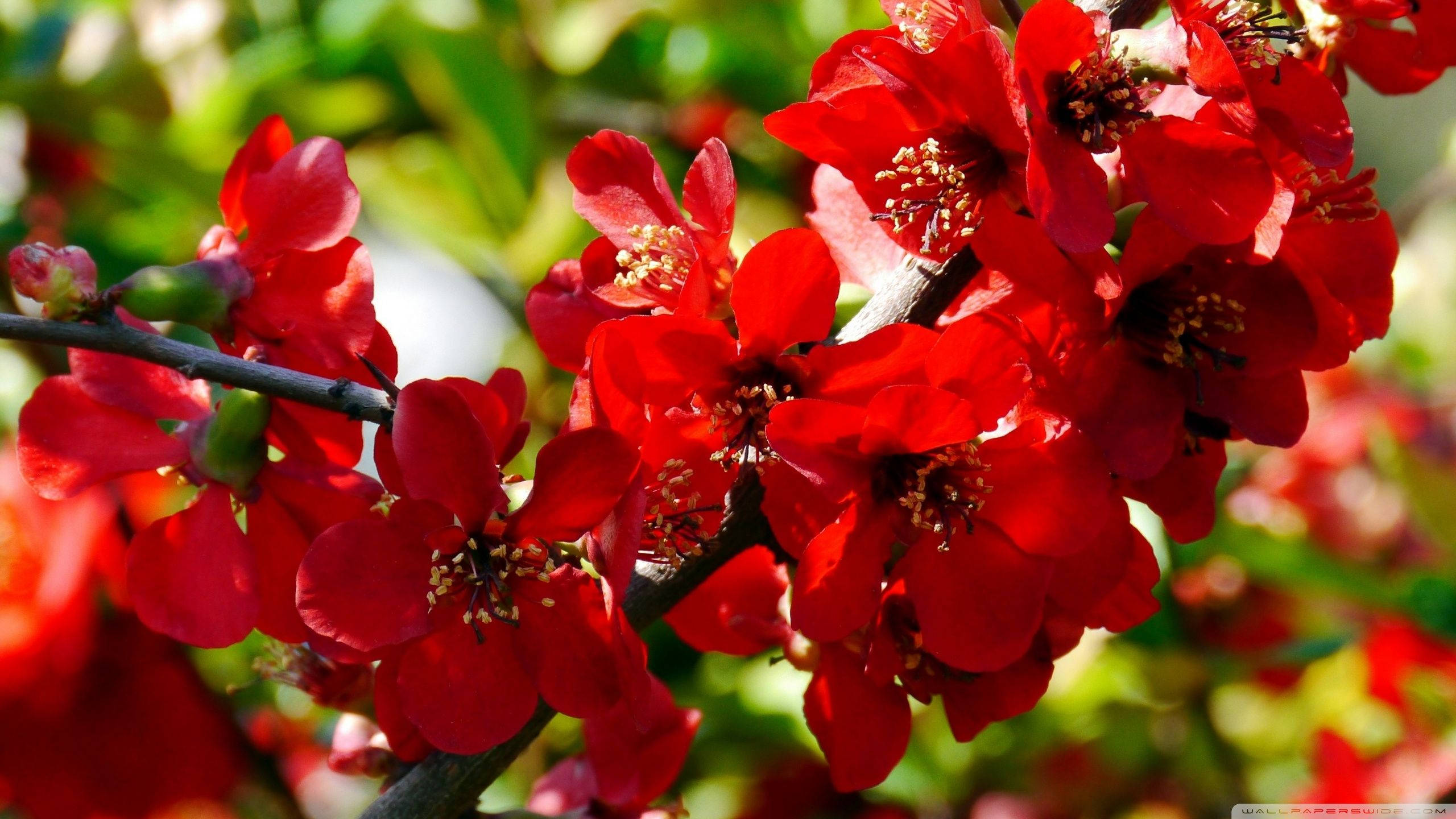 2560x1440, spring, red quince, 2K Desktop Wallpaper