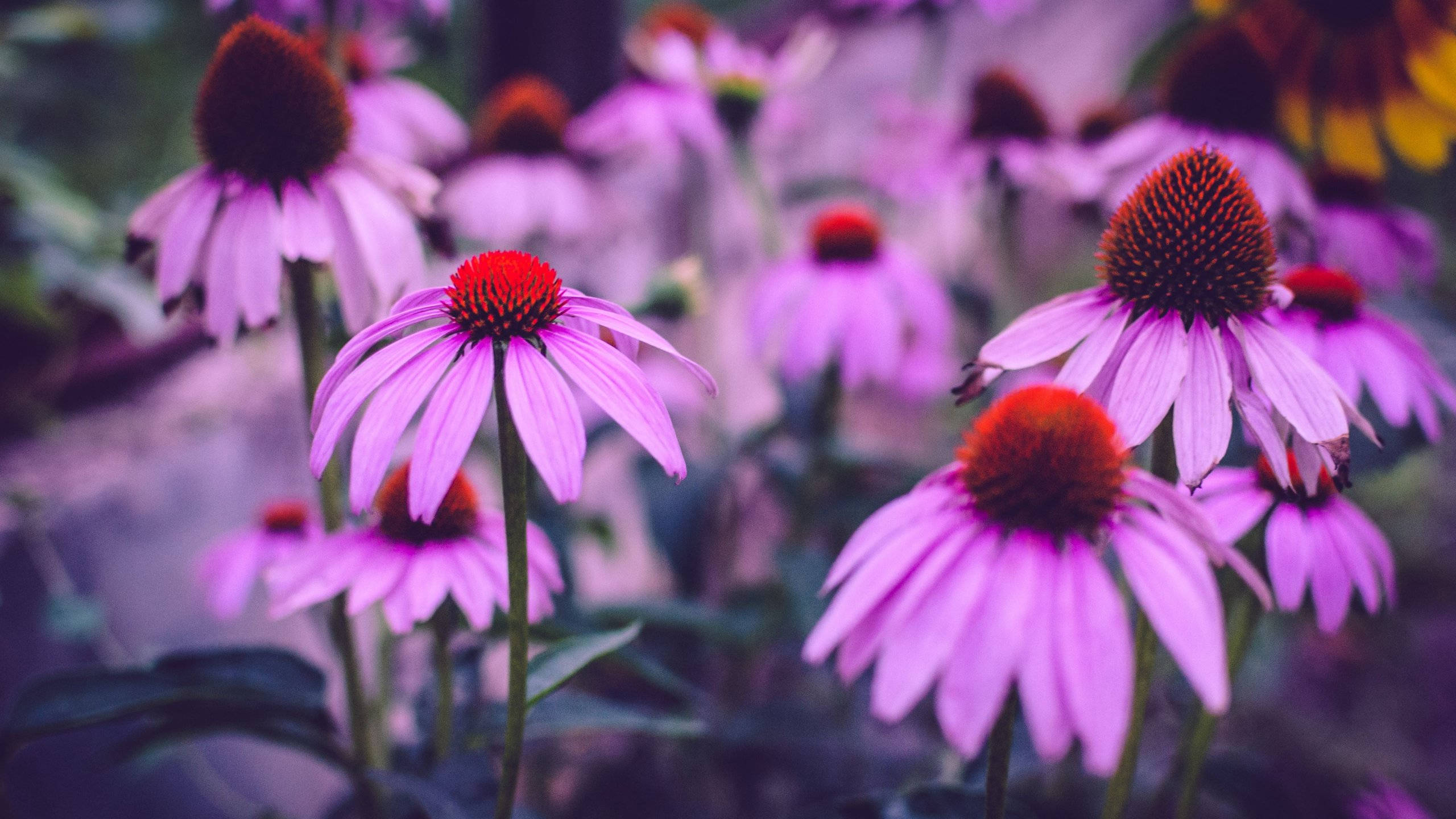 2560x1440, spring, purple coneflowers, 2K Desktop Wallpaper