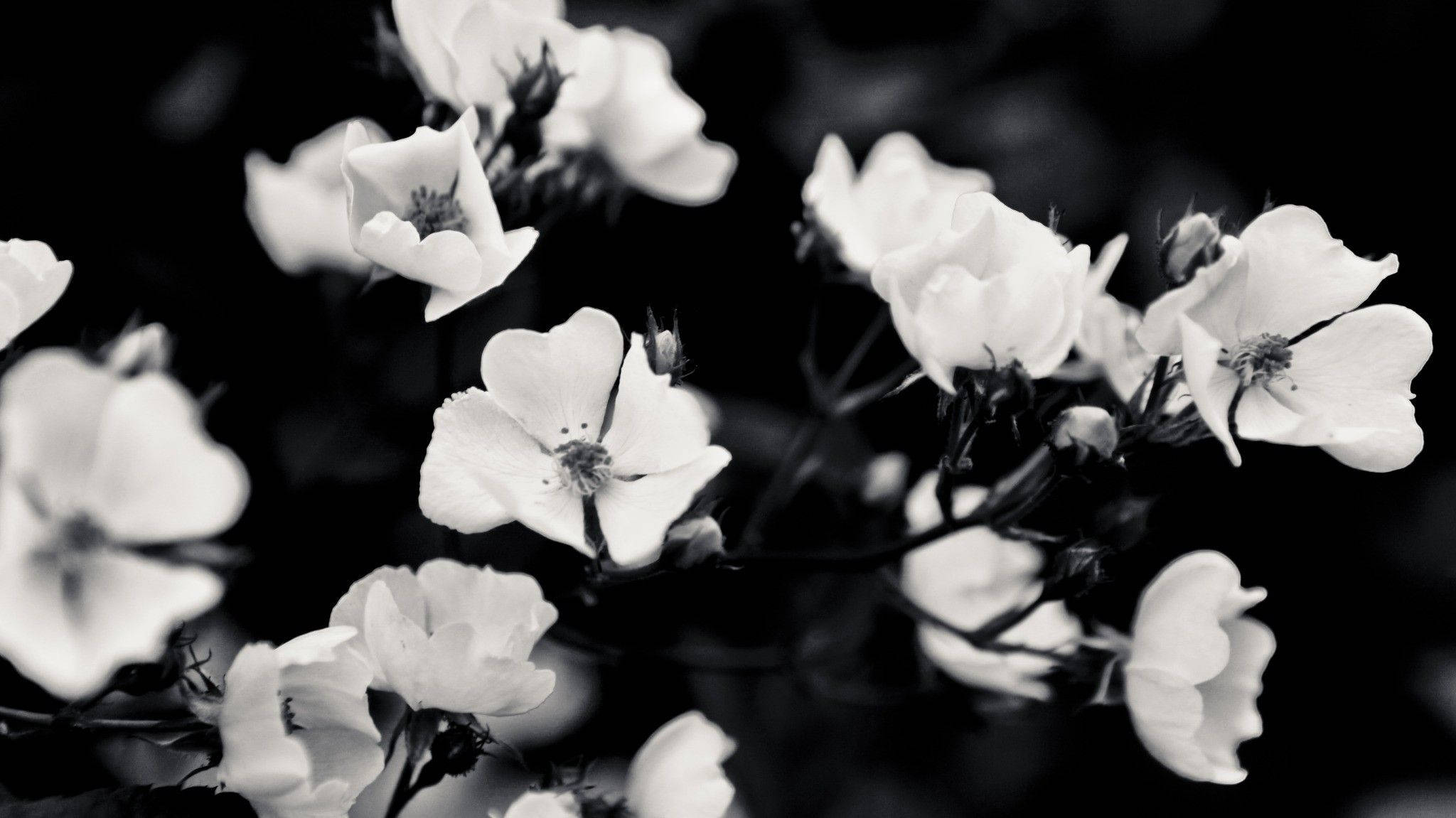 flowers aesthetic, black and white, laptop background, Full HD Desktop Wallpaper