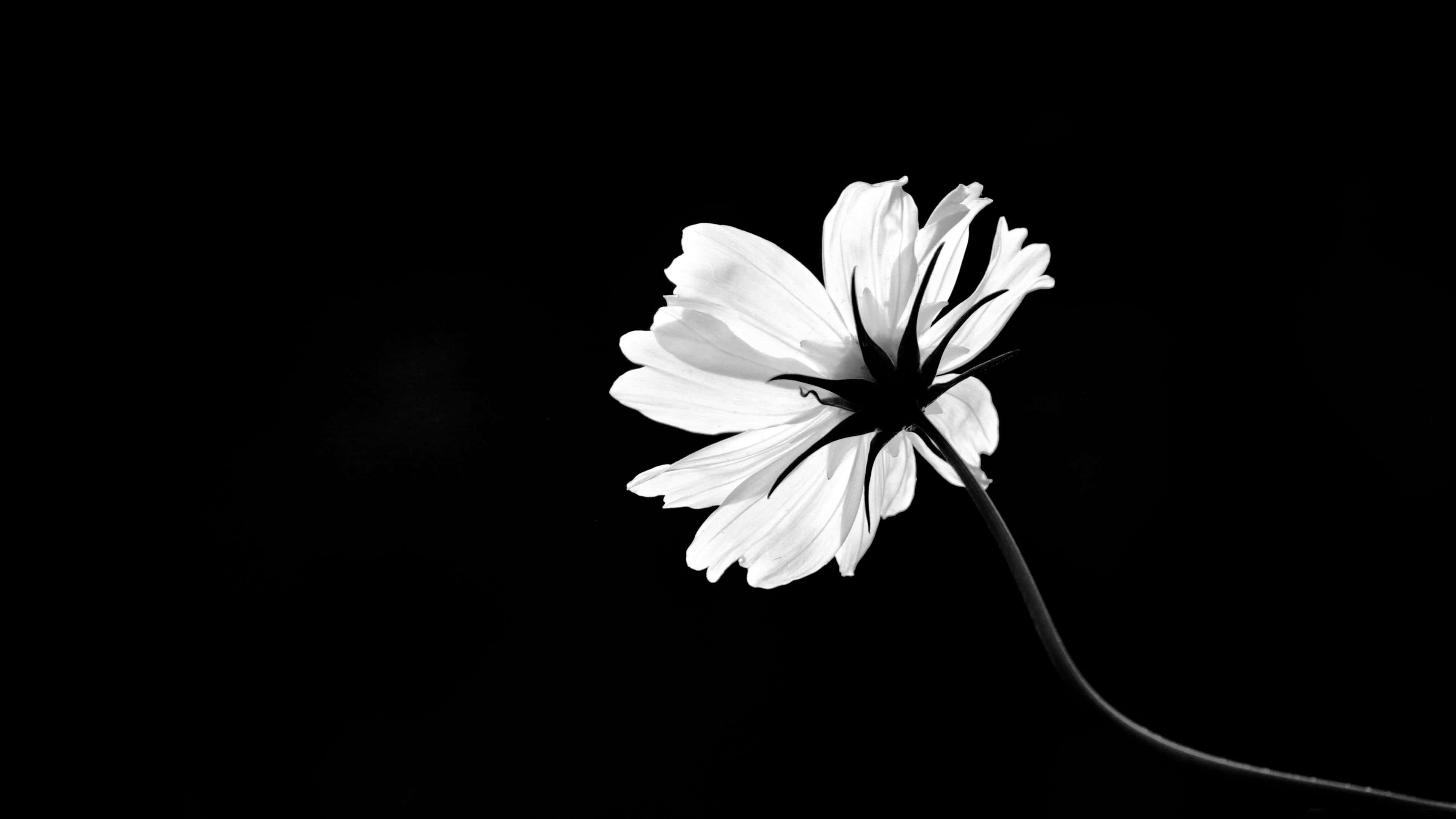 Flowers With Black, white flower, delicate petals, 4K Desktop Wallpaper