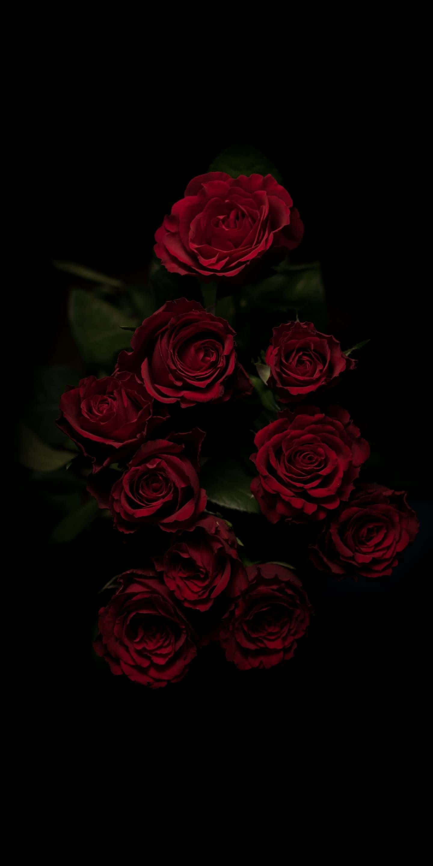 red roses, black background, deep red roses, 2K Phone Wallpaper