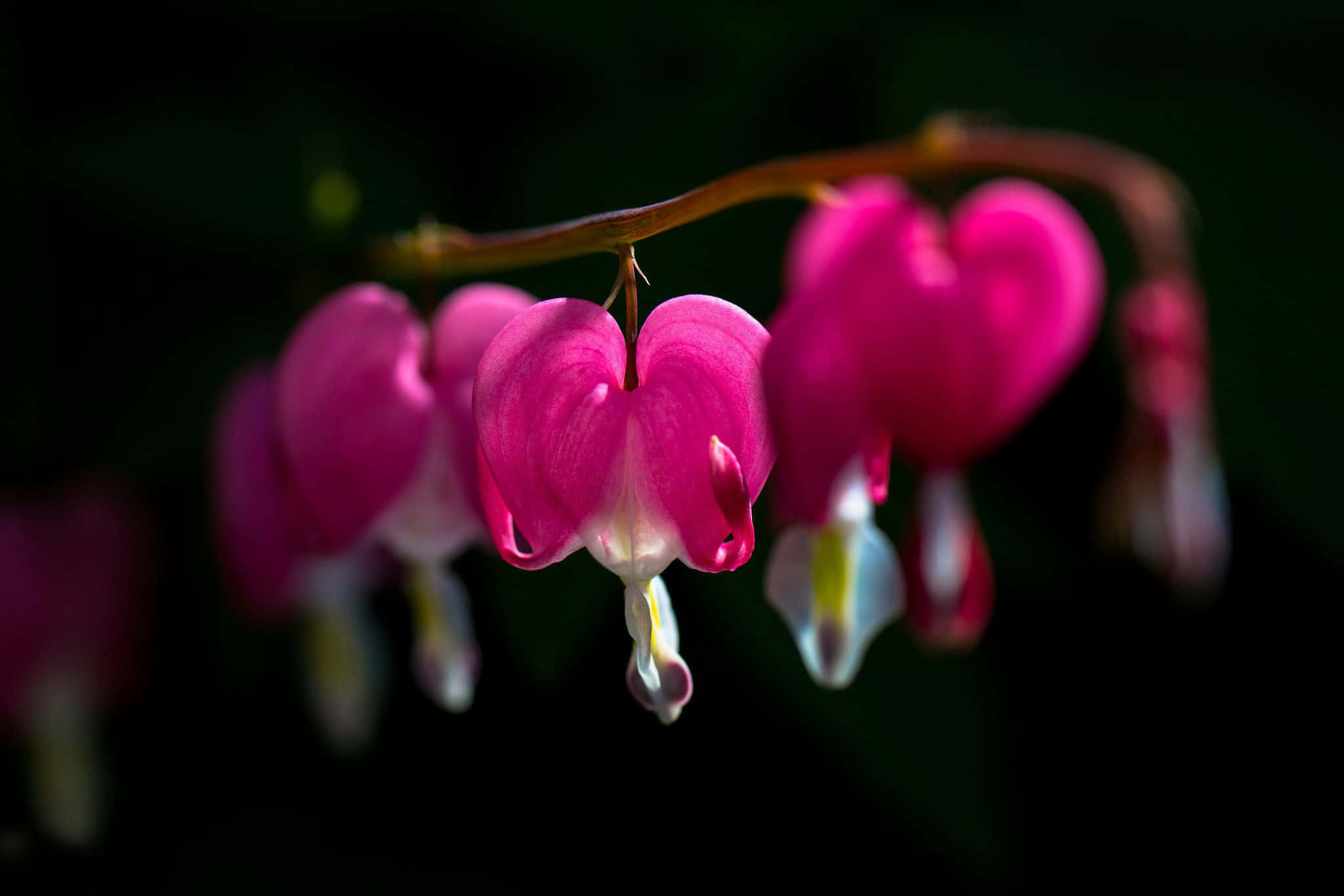 Flowers With Black, vivid pink bleeding heart flowers, deep dark green blurred background, Full HD Desktop Wallpaper