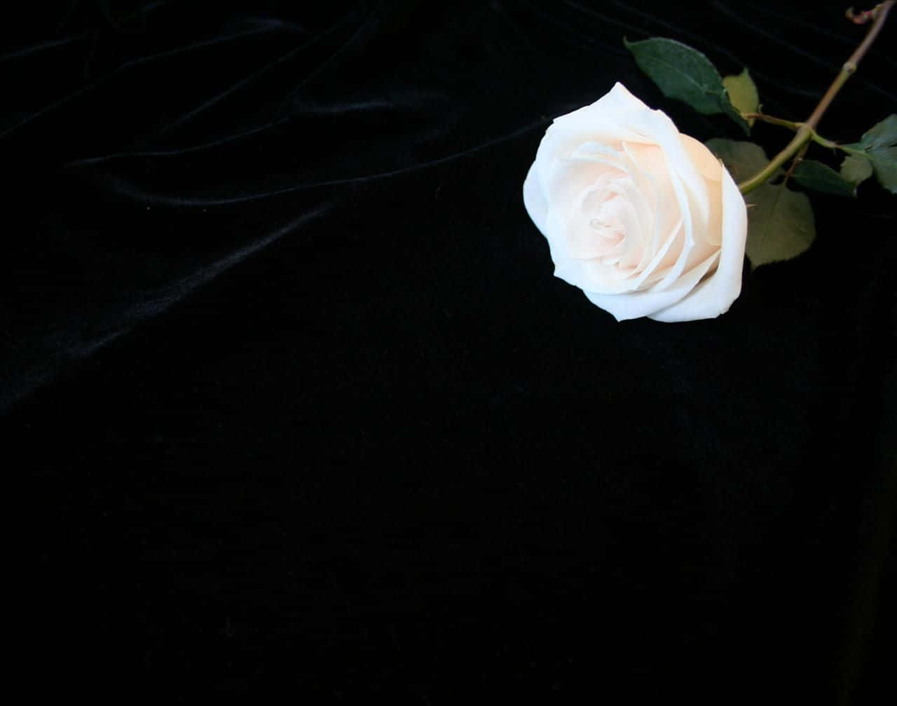 white rose, black velvet surface, deep dark background, HD Desktop Wallpaper