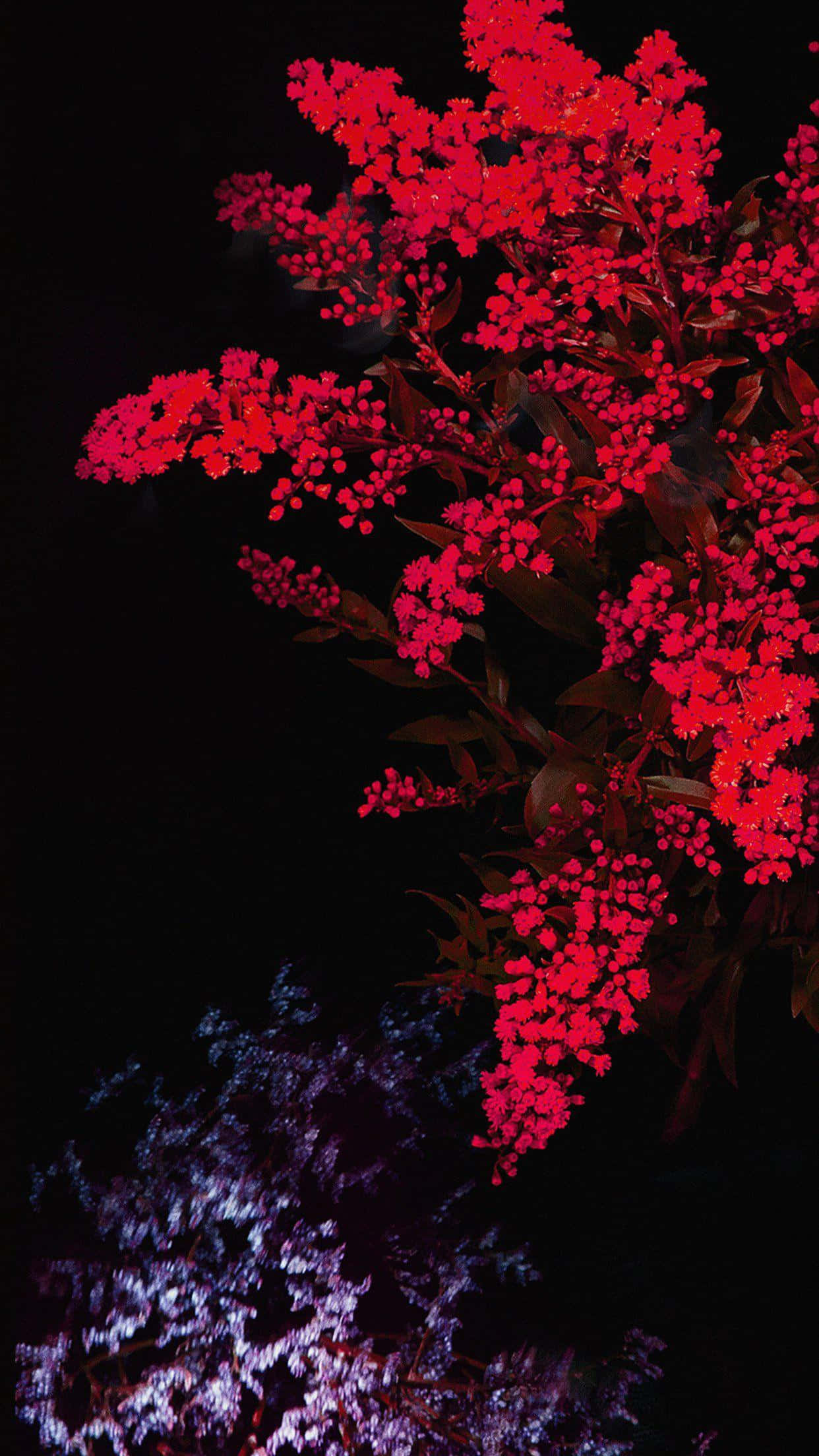 black night sky, vibrant red flowers, purple-lit foliage, Full HD Phone Wallpaper
