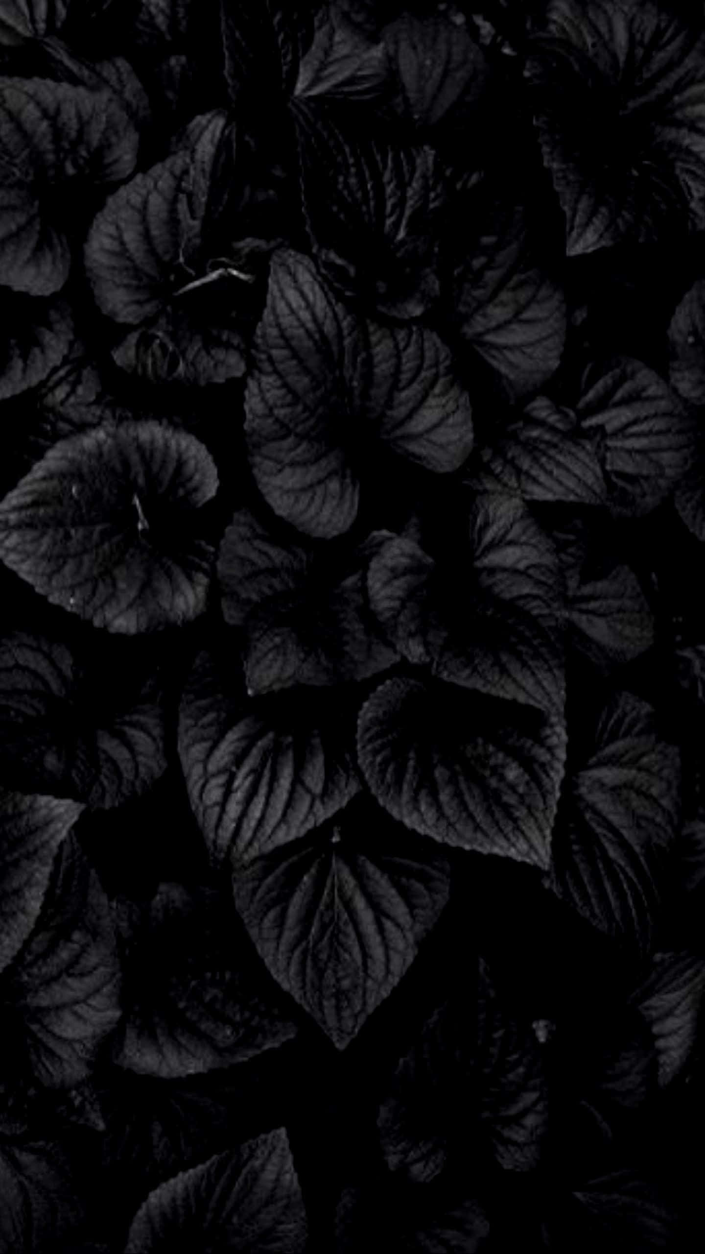 black background, dark velvety leaves, deep shadow, 2K Phone Wallpaper