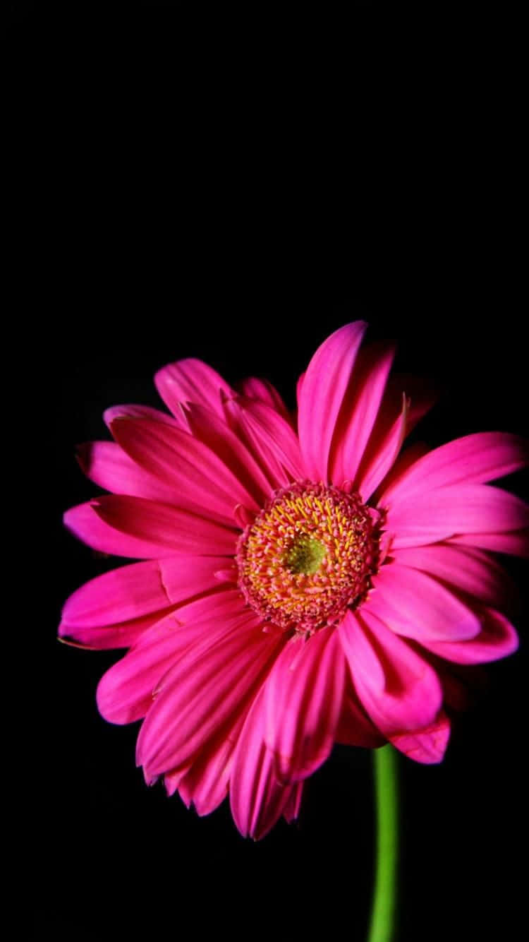 pink gerbera daisy, golden center, stark black background, HD Phone Wallpaper