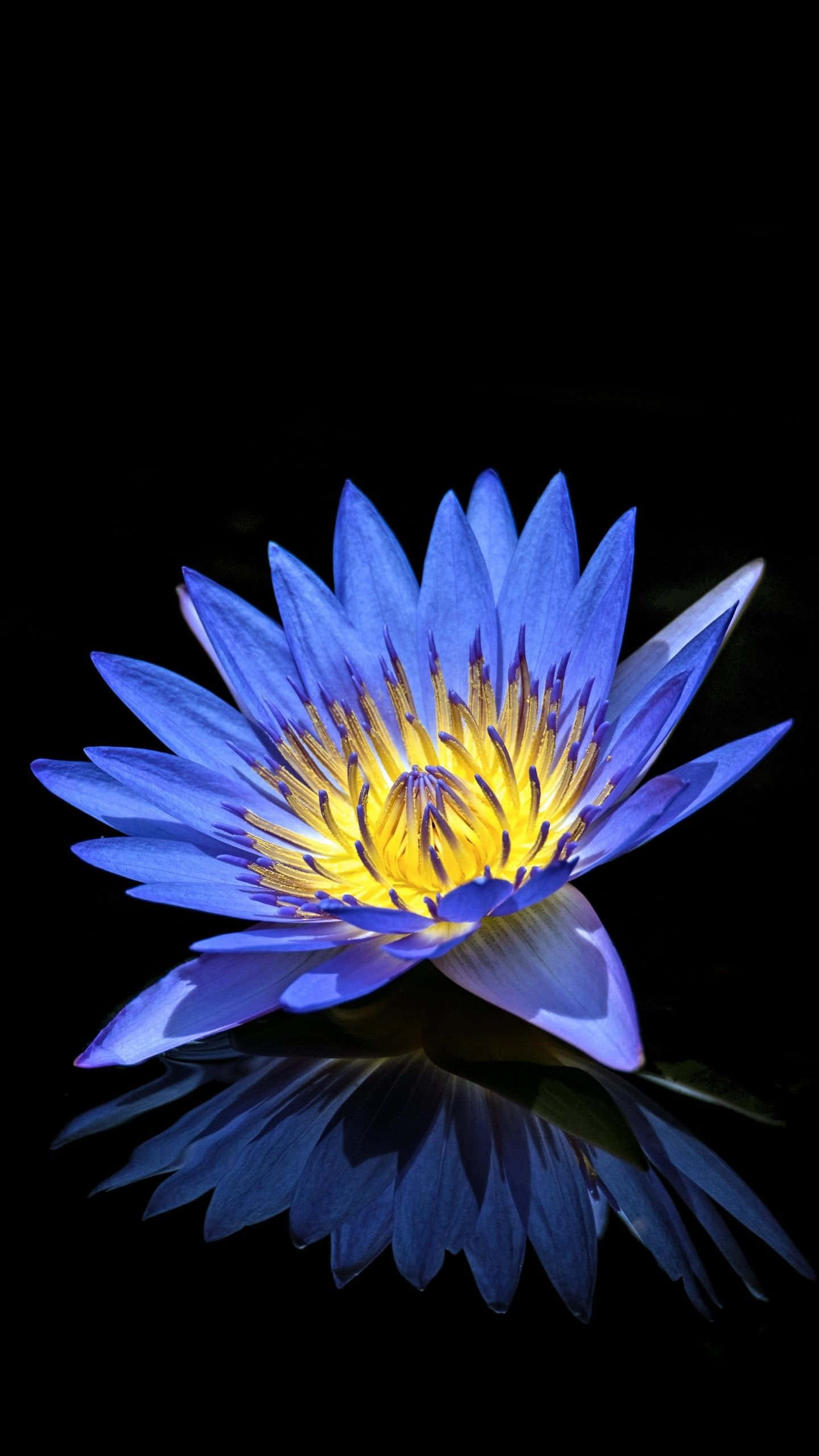 blue water lily, golden center, black background, 2K Phone Wallpaper