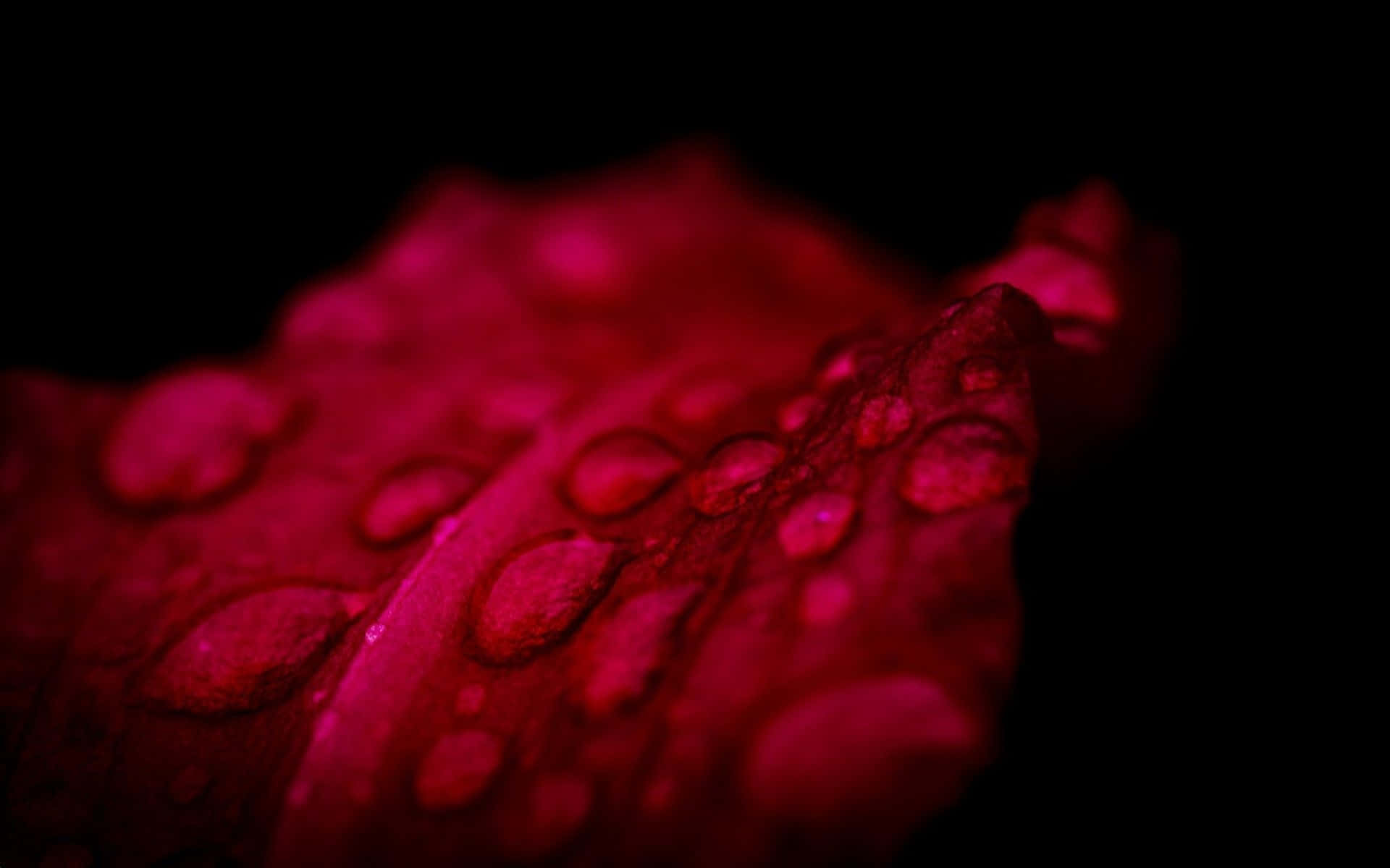 crimson water droplets, velvety petal, pitch black void, Full HD Desktop Wallpaper
