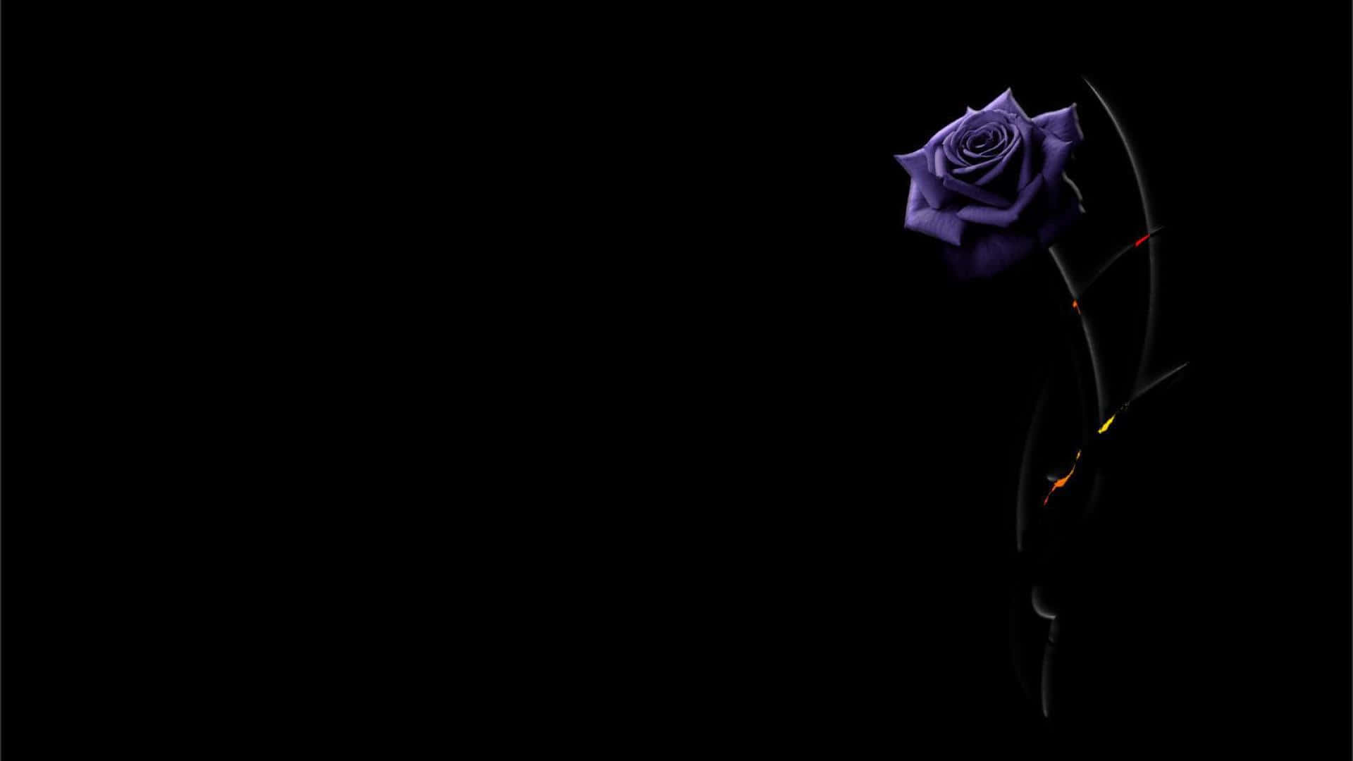 purple rose, glowing orange thorns, pure black background, Full HD Desktop Wallpaper