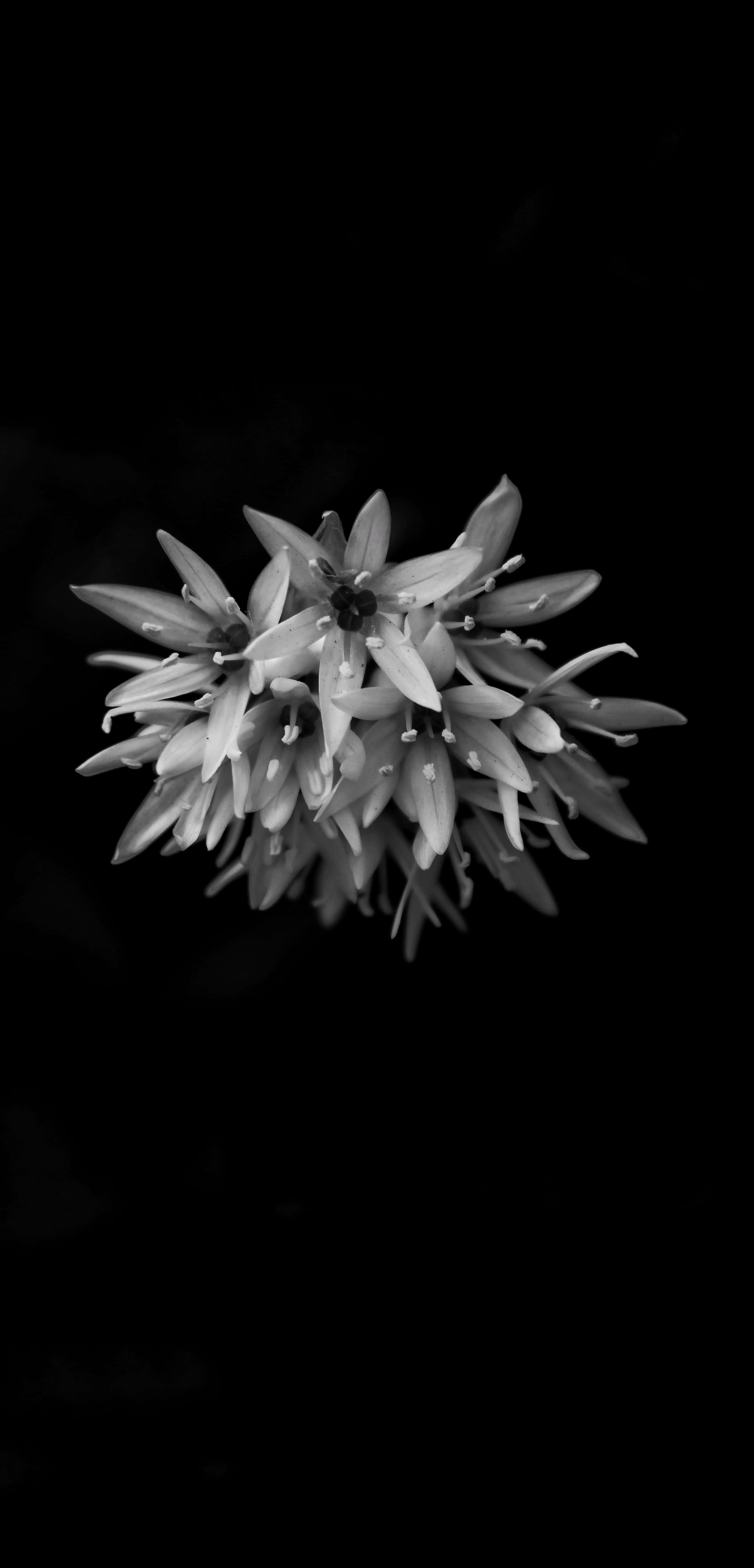 black and white flower bouquet, monochrome close-up, delicate flower cluster, 5K Phone Wallpaper