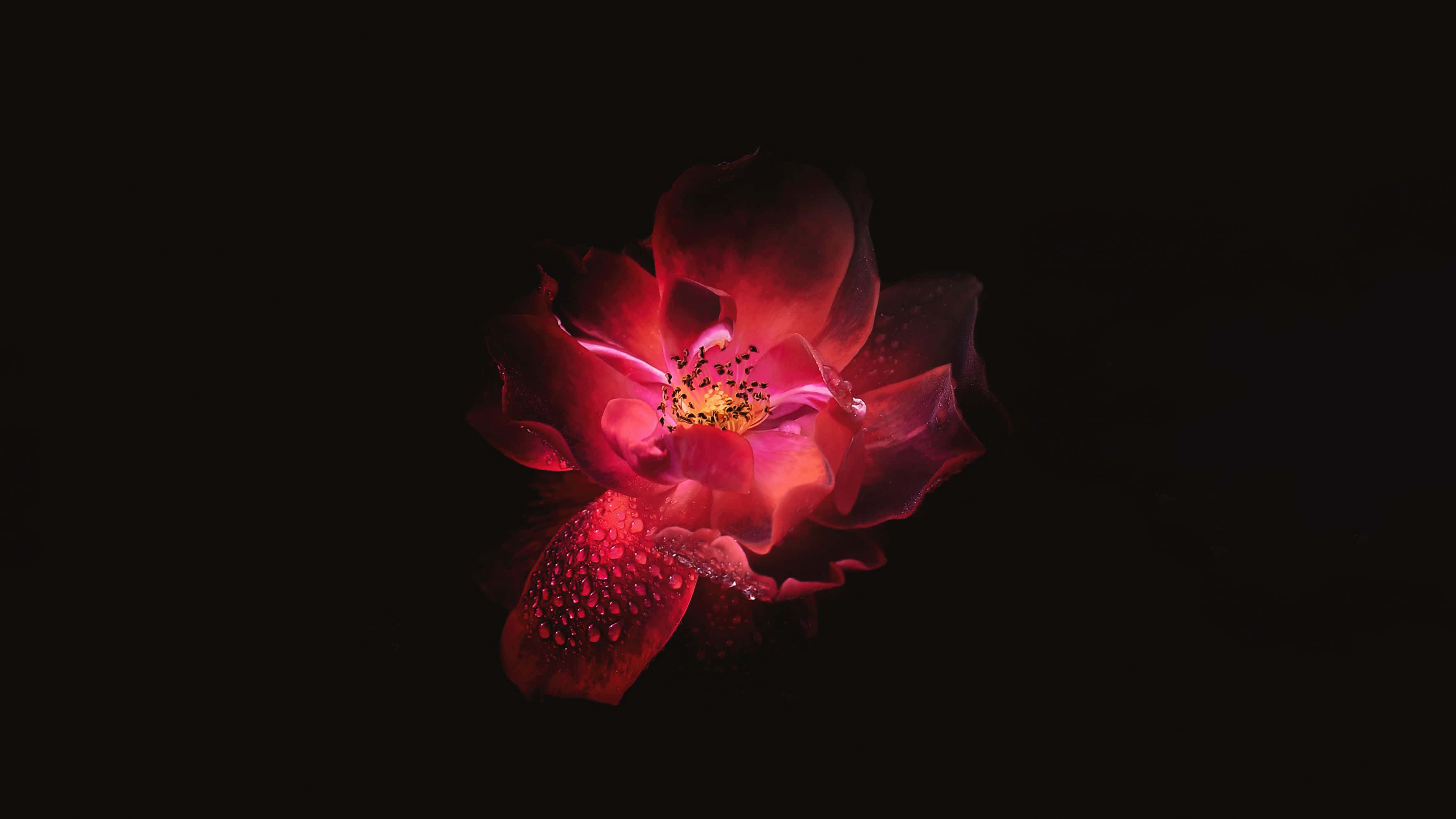 glowing red rose, dewdrops, pitch black background, 2K Desktop Wallpaper