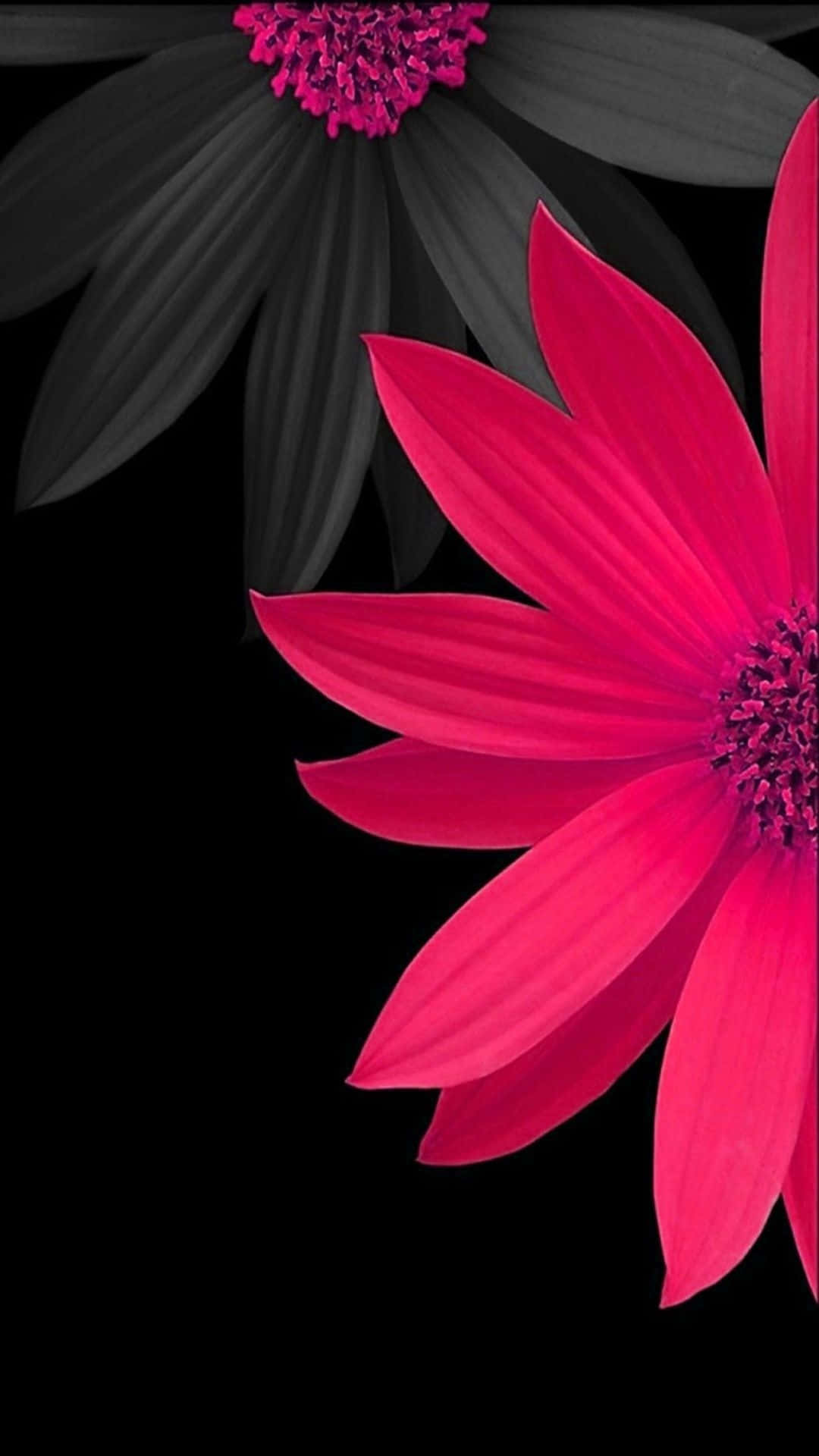 black background, pink flowers, monochrome petals, Full HD Phone Wallpaper