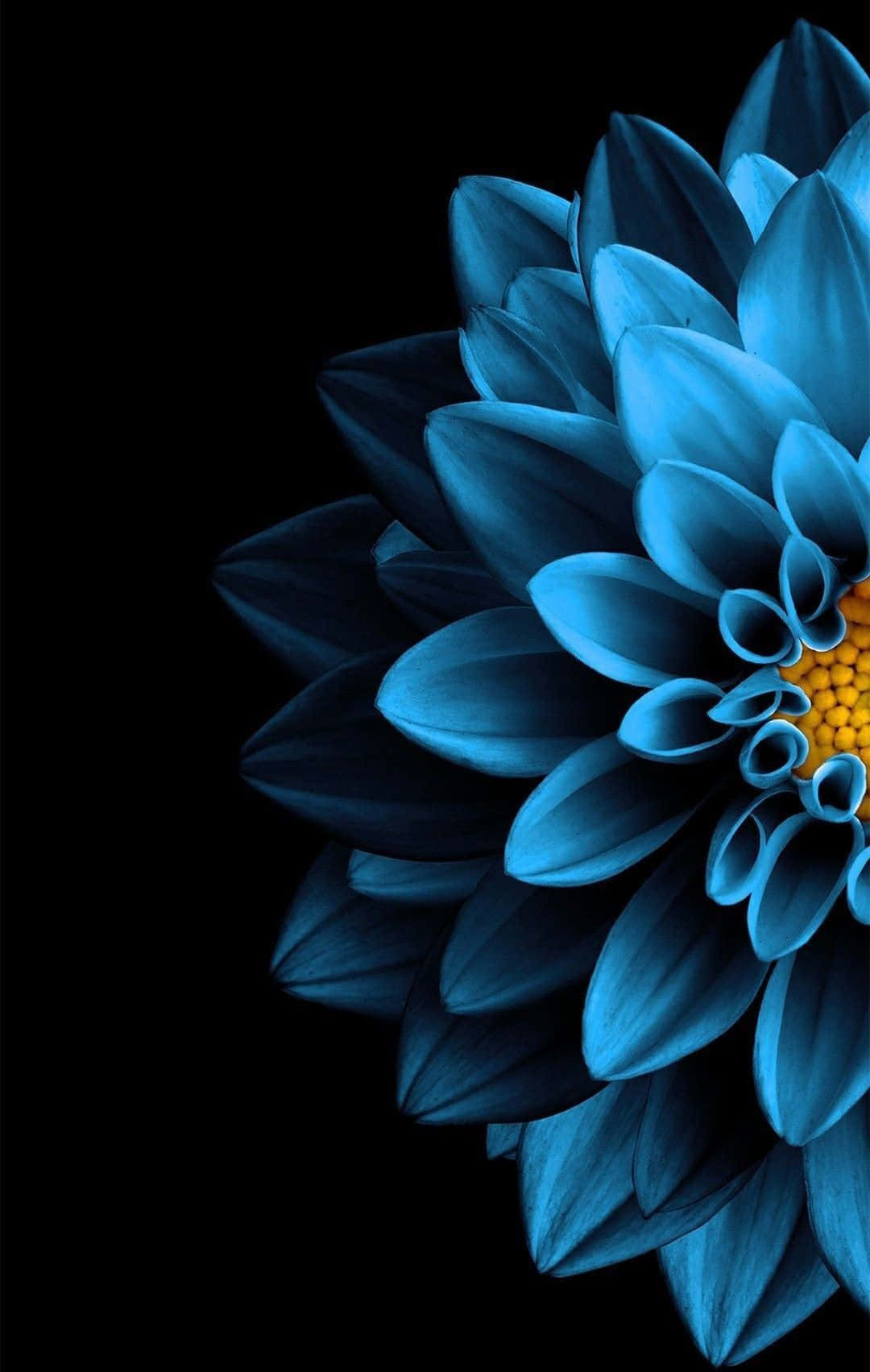 blue dahlia, yellow center, pure black background, HD Phone Wallpaper
