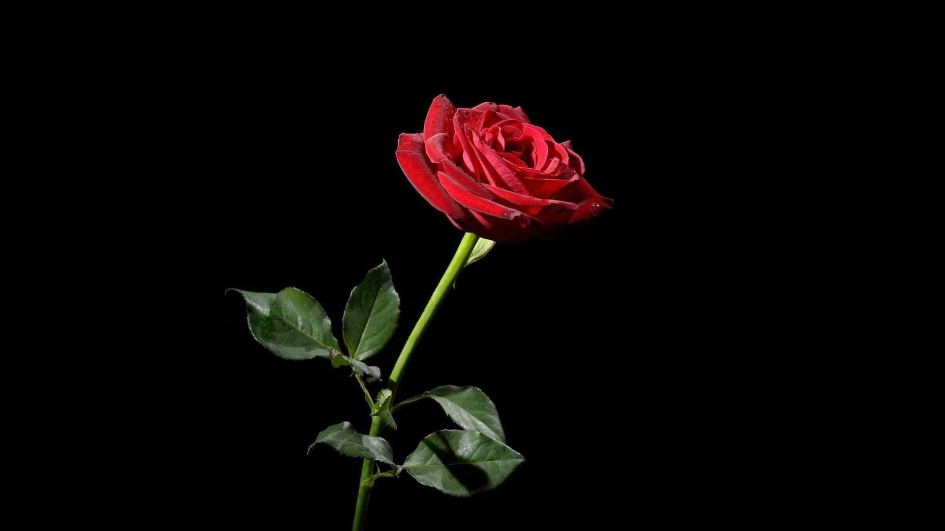 Black and White Moment of Beauty, vibrant red rose, green stem, Full HD Desktop Wallpaper