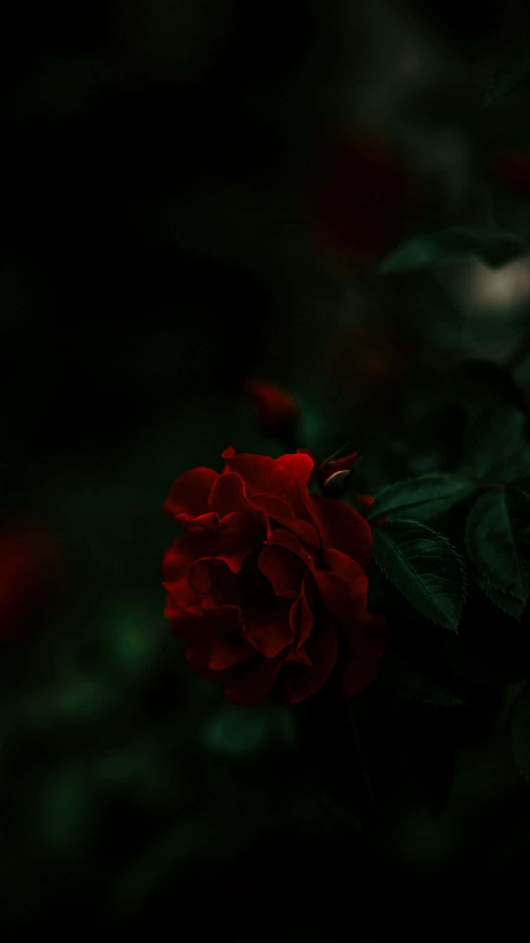 deep red rose, dark green leaves, shadowed darkness, Full HD Phone Wallpaper