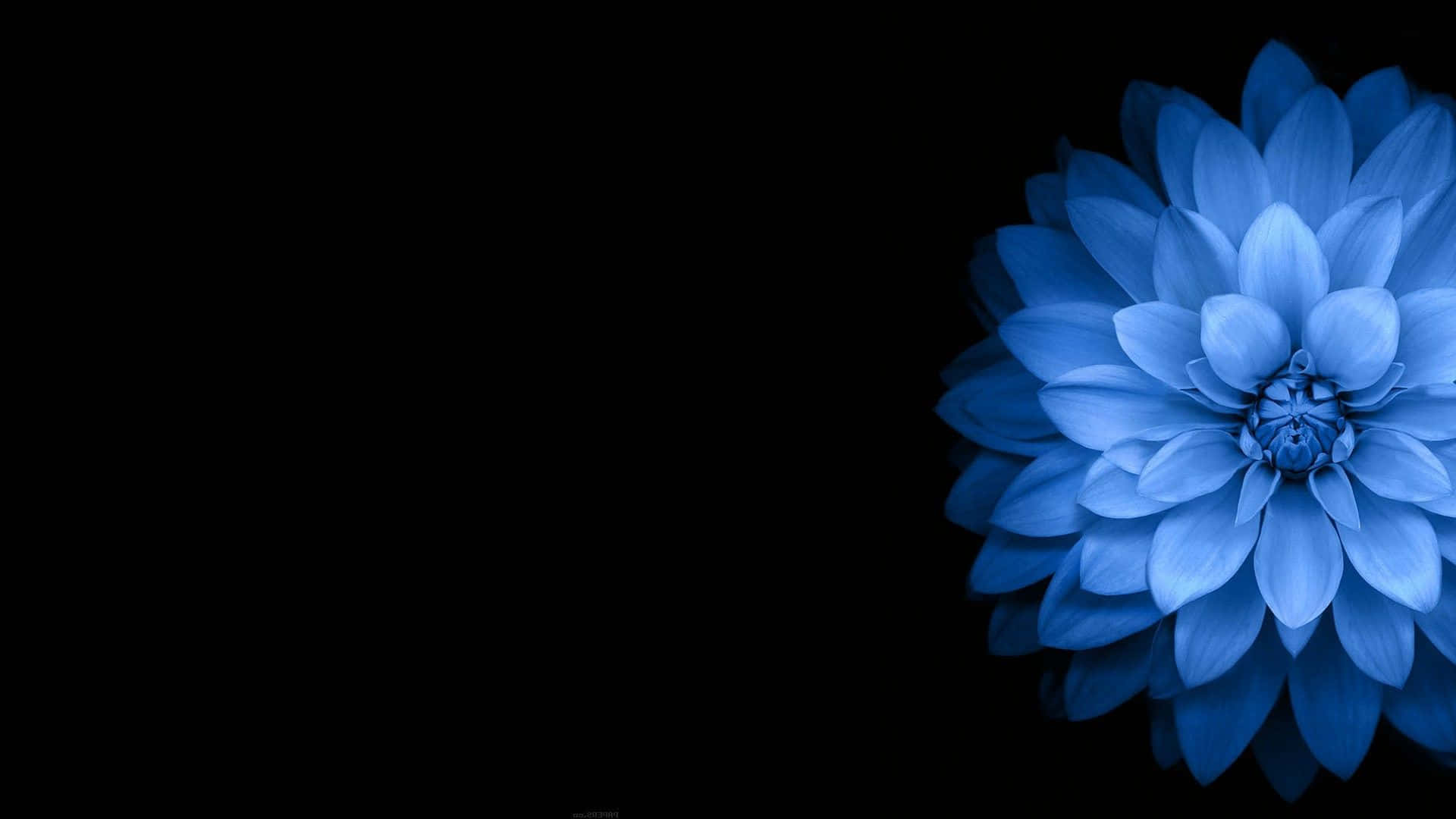blue dahlia, stark black background, layered petals, Full HD Desktop Wallpaper