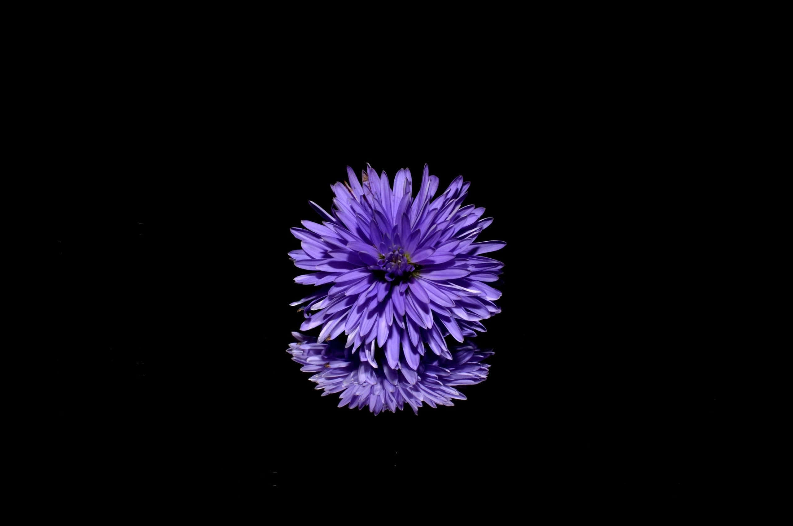 rose, vibrant purple flower, perfect reflection, 2K Desktop Wallpaper
