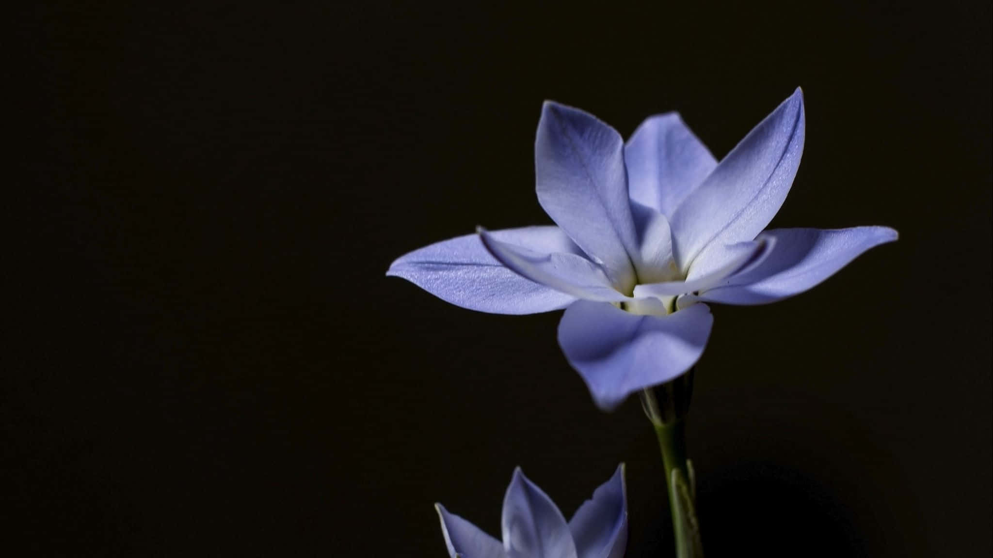 light blue flower, white center, deep black background, Full HD Desktop Wallpaper