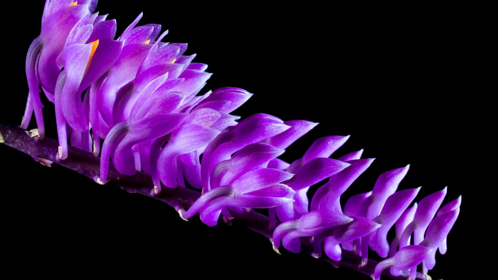 Black Flowers, vivid purple orchids, dark stem, Full HD Desktop Wallpaper