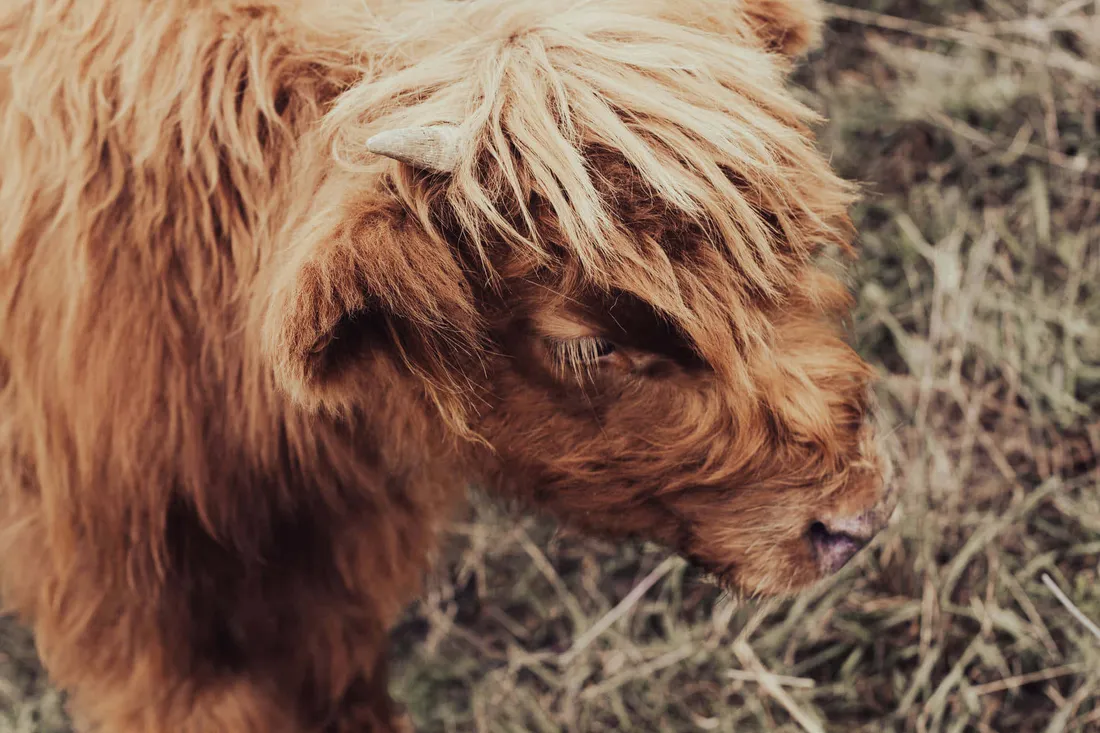 Fluffy Cow Aesthetic