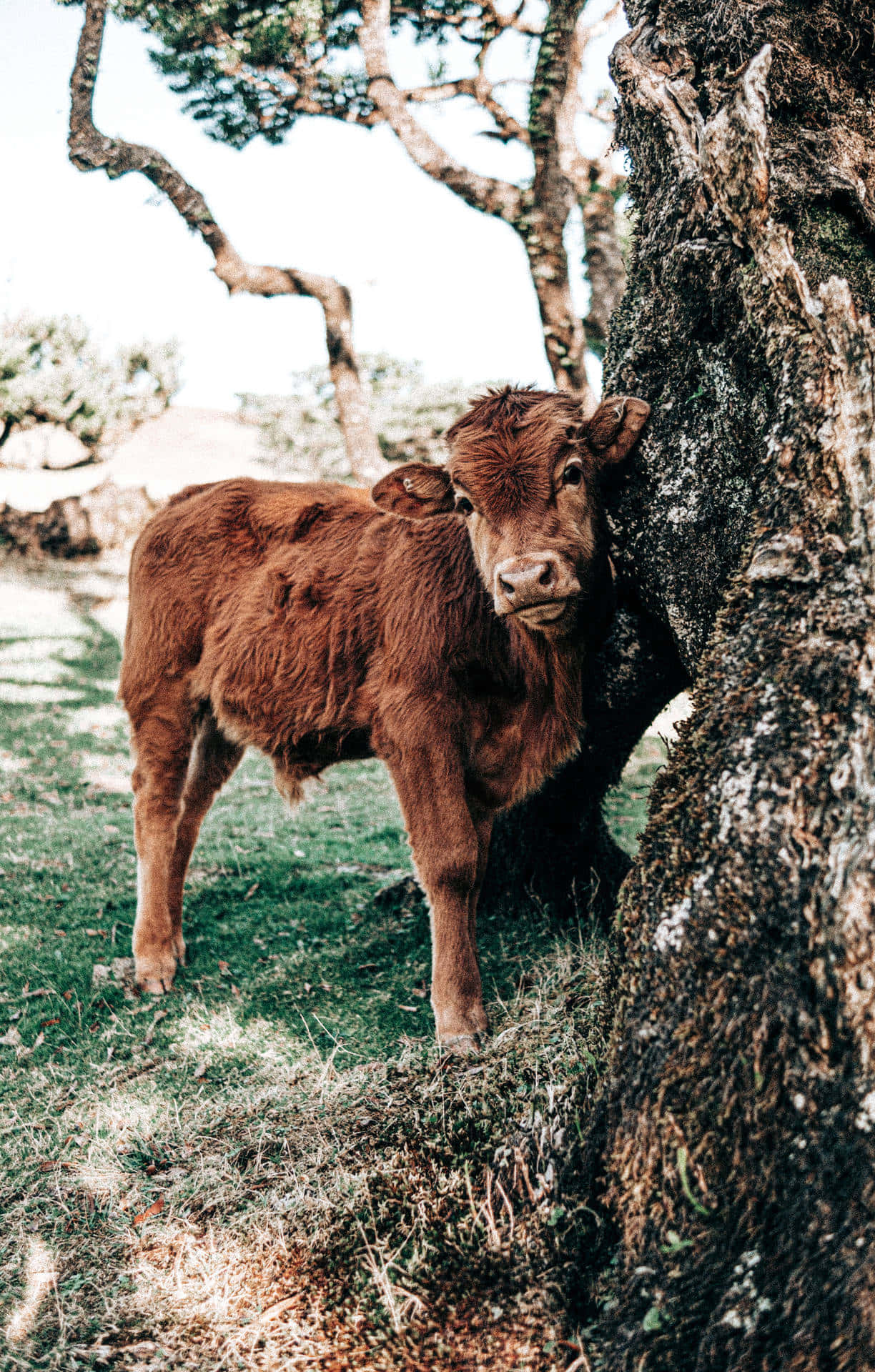fluffy brown cow, mossy tree trunk, gnarled branches, Full HD Phone Wallpaper