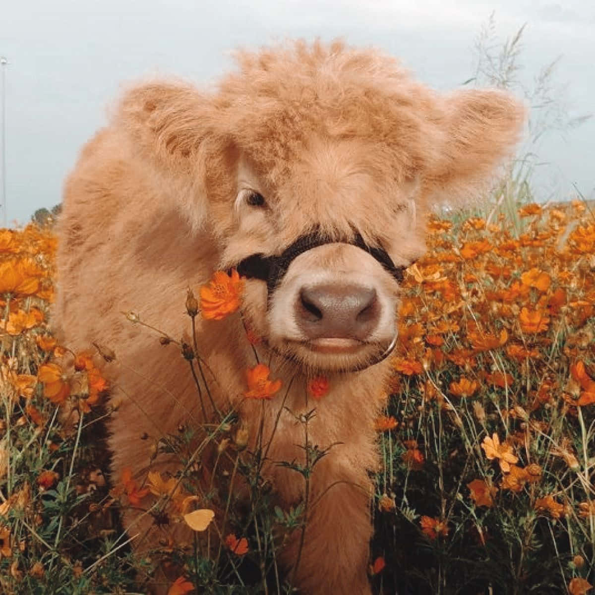 fluffy cow, light brown calf, black halter, SD Desktop Wallpaper
