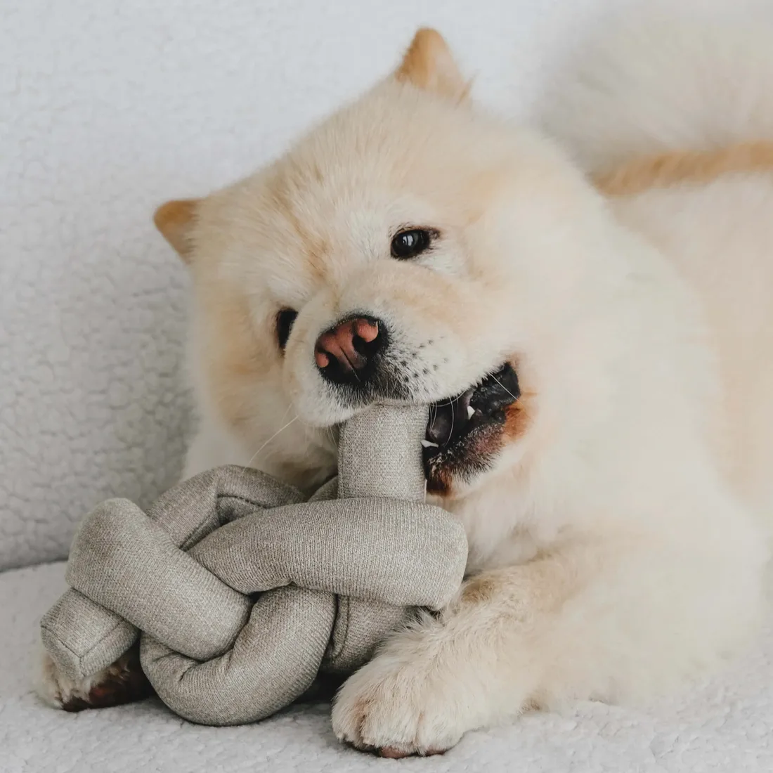 Fluffy Dog