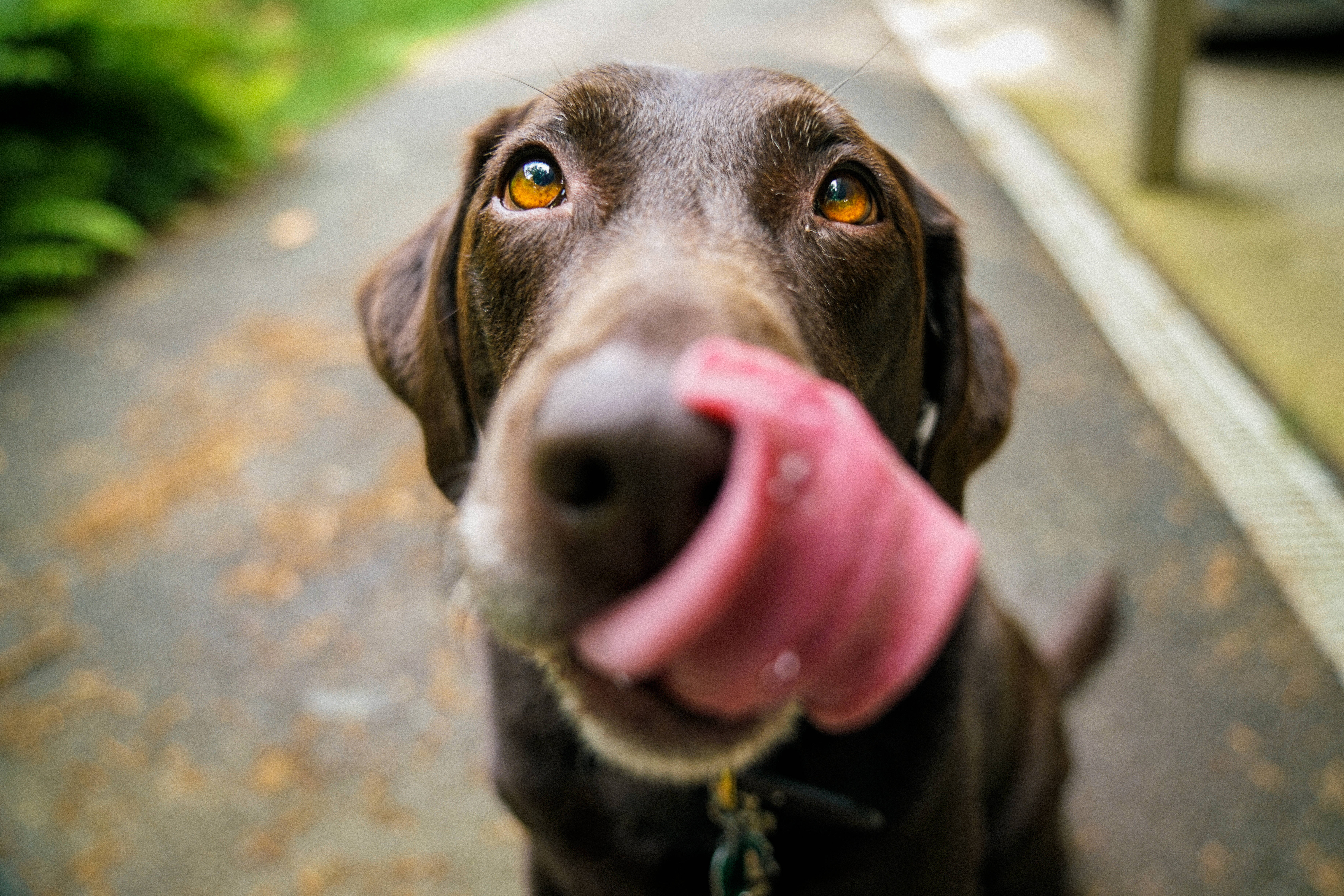 chocolate labrador, pink tongue, paved path, 5K Desktop Wallpaper