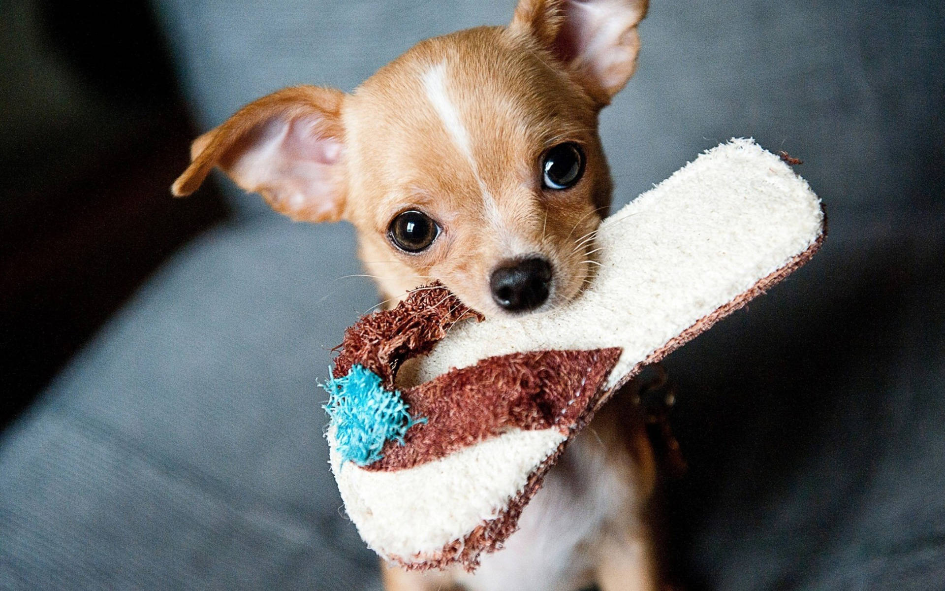 chihuahua, slipper, worn fluffy toy, Full HD Desktop Wallpaper