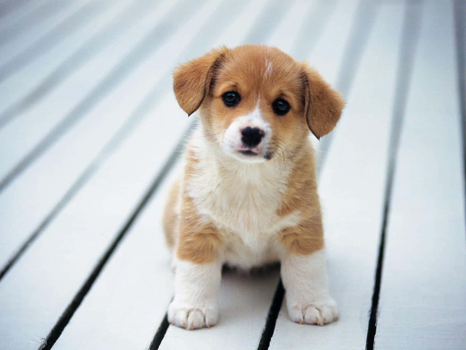 fluffy tan and white puppy, light wooden planks, big dark eyes, HD Desktop Wallpaper