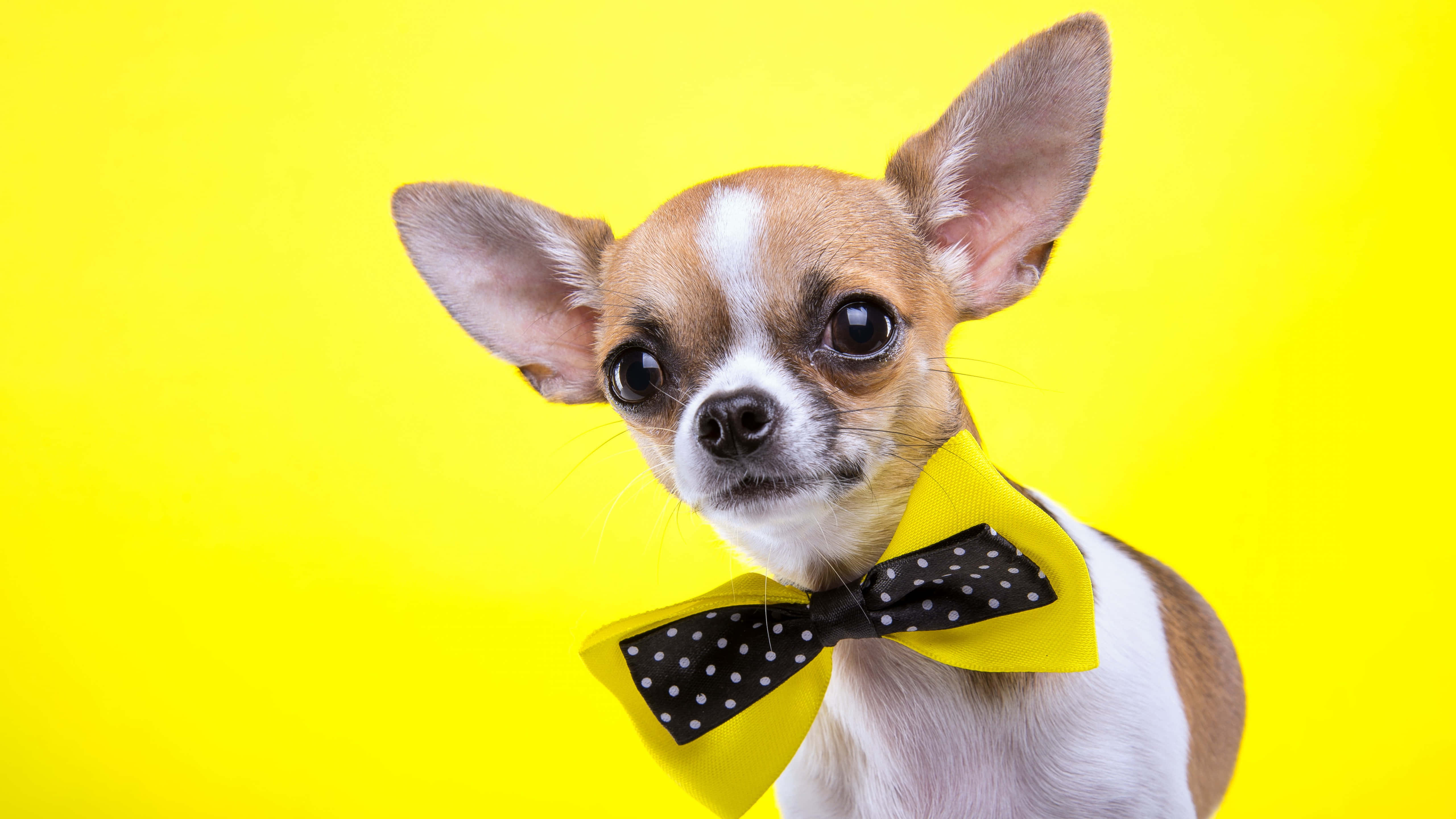 brown chihuahua dog, yellow and black polka dot bowtie, bright yellow background, 5K Desktop Wallpaper