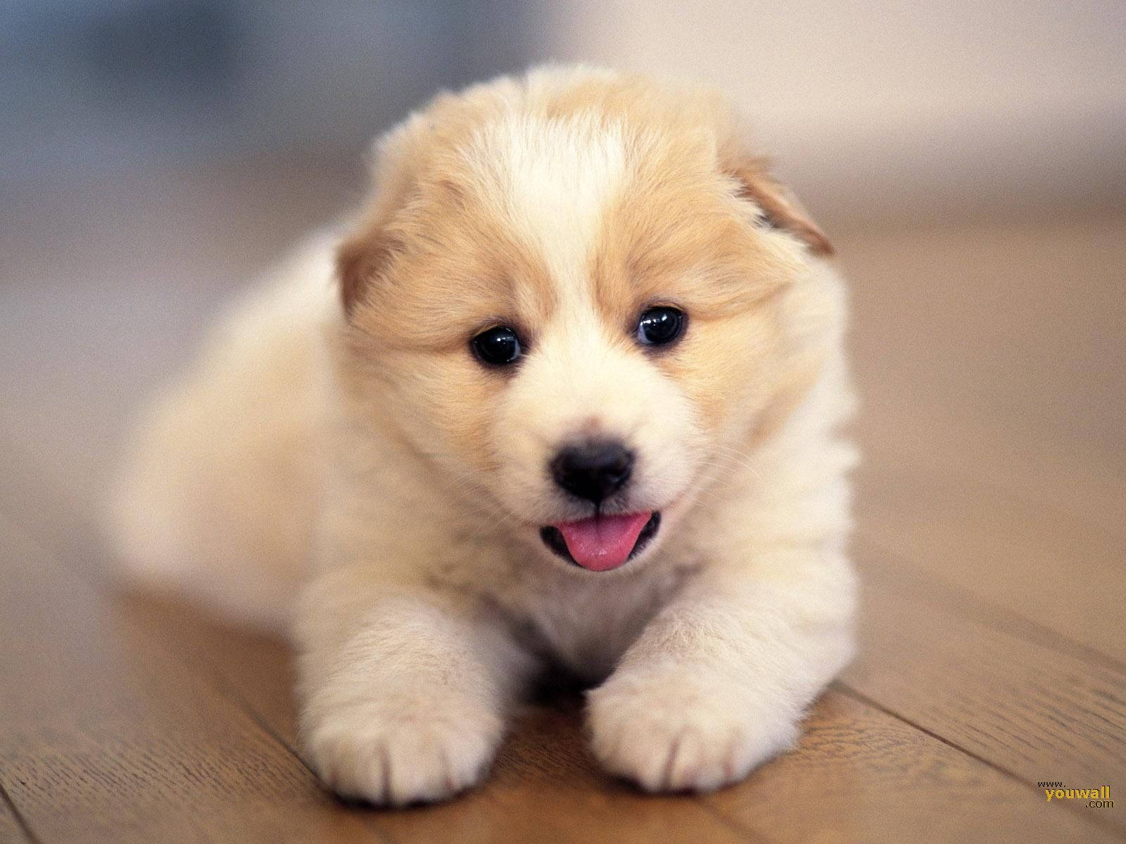 fluffy cream puppy, dark eyes, pink tongue, HD Desktop Wallpaper