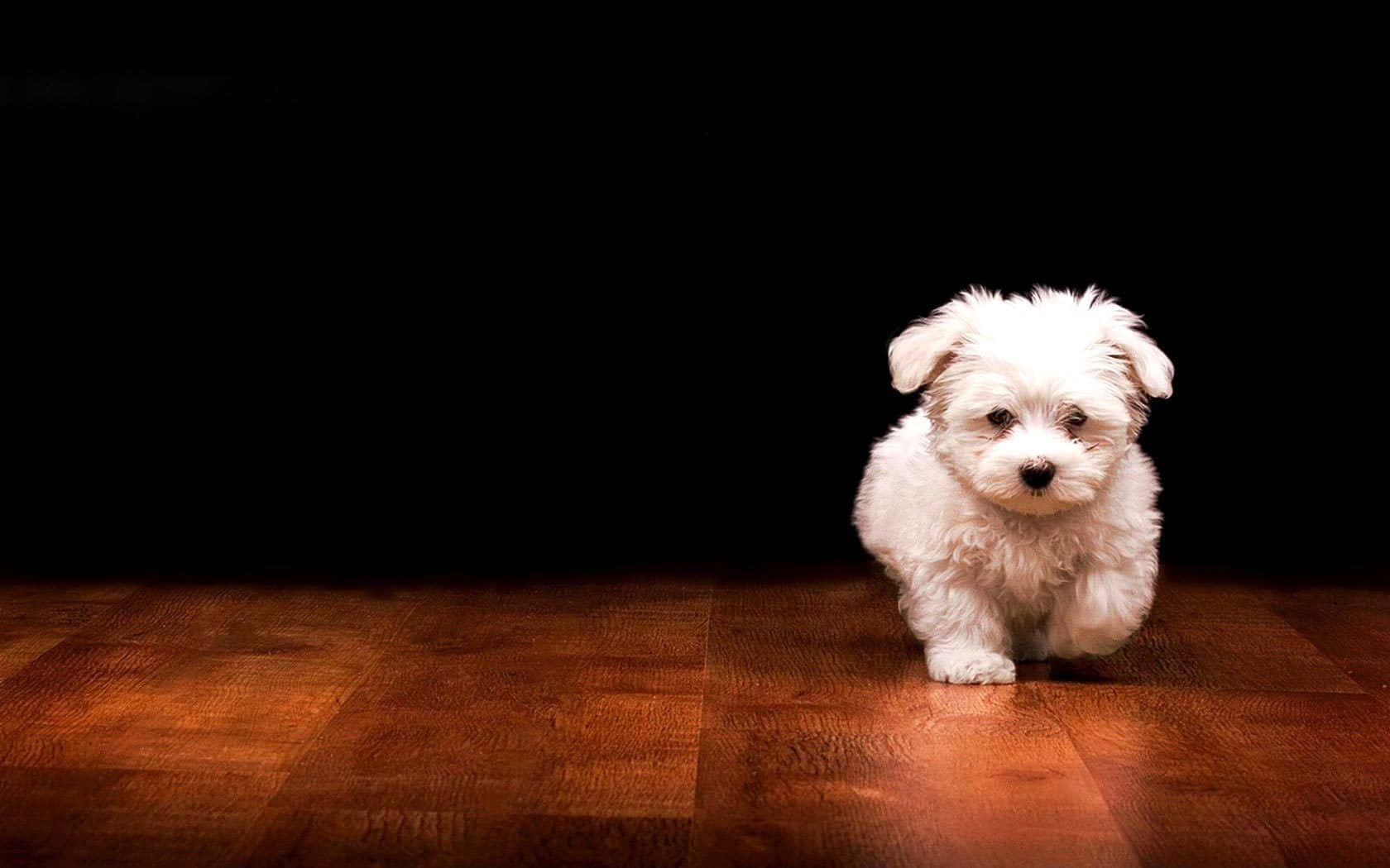 fluffy white puppy, warm wooden floor, stark black background, HD Desktop Wallpaper