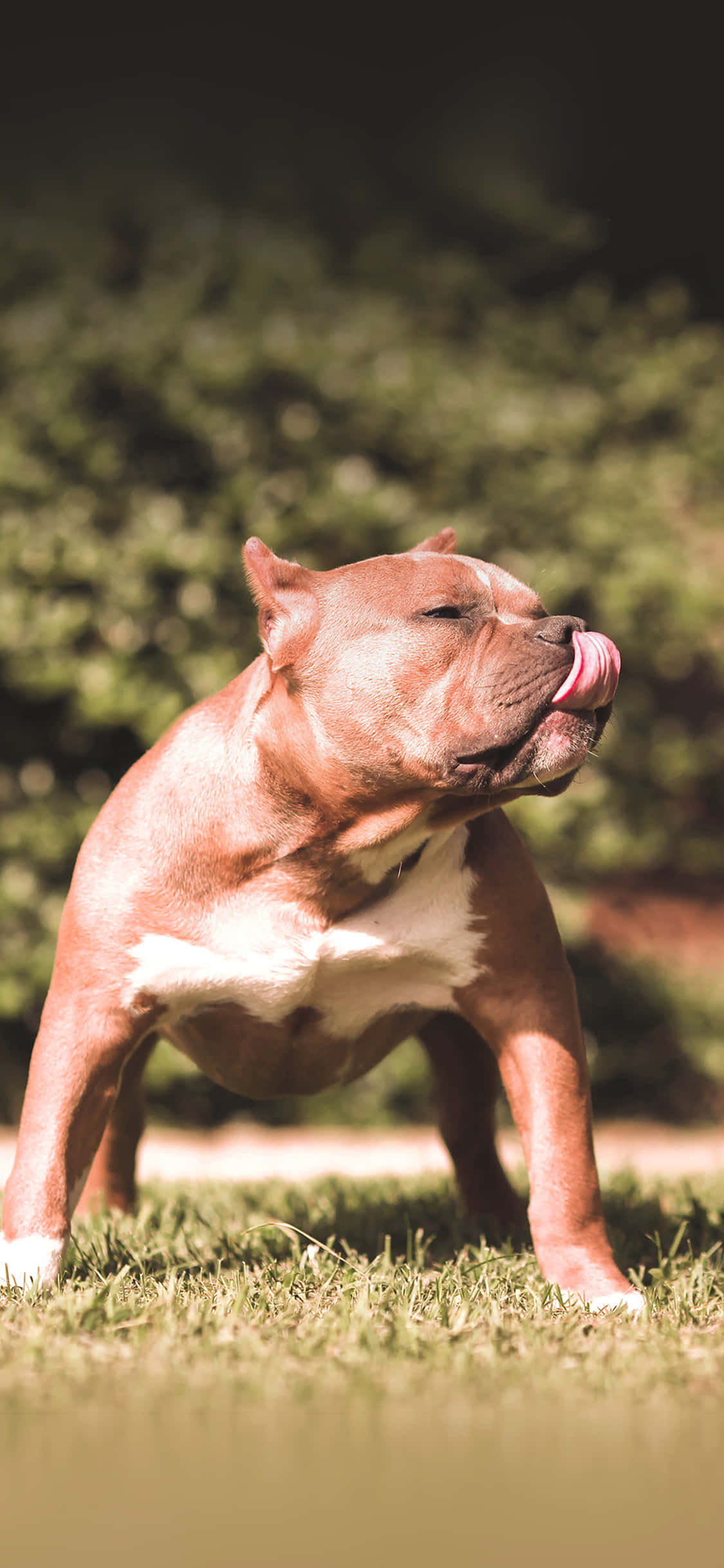 pit bull, brown and white, grass, Full HD Phone Wallpaper